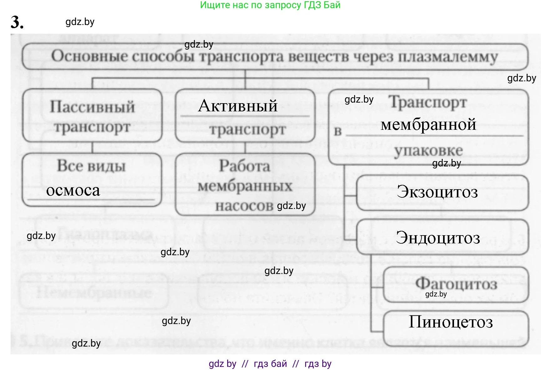 Биология, 11 класс рабочая тетрадь, авторы: Дашков Максим Леонидович, Головач Алексей Михайлович, издательство Аверсэв, Минск, 2021, жёлтого цвета, страница 26, номер 3, Решение