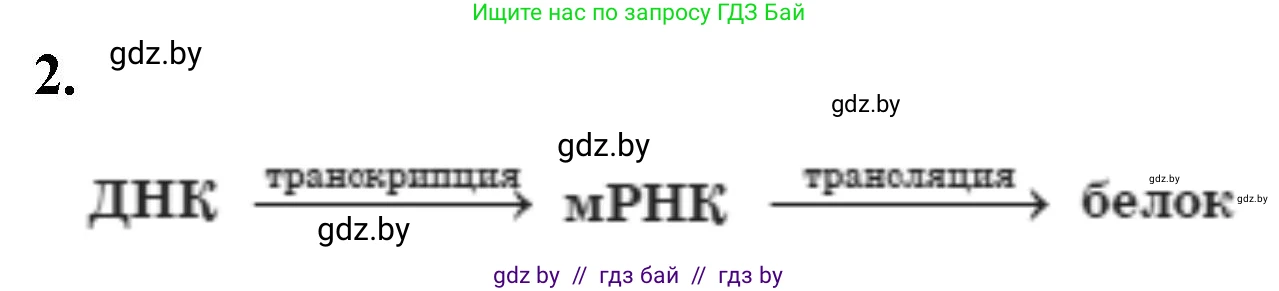 Биология, 11 класс рабочая тетрадь, авторы: Дашков Максим Леонидович, Головач Алексей Михайлович, издательство Аверсэв, Минск, 2021, жёлтого цвета, страница 57, номер 2, Решение