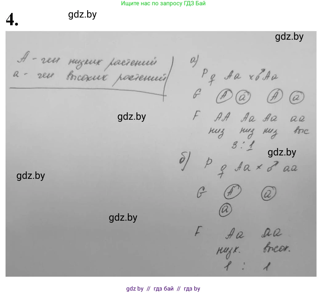 Биология, 11 класс рабочая тетрадь, авторы: Дашков Максим Леонидович, Головач Алексей Михайлович, издательство Аверсэв, Минск, 2021, жёлтого цвета, страница 74, номер 4, Решение