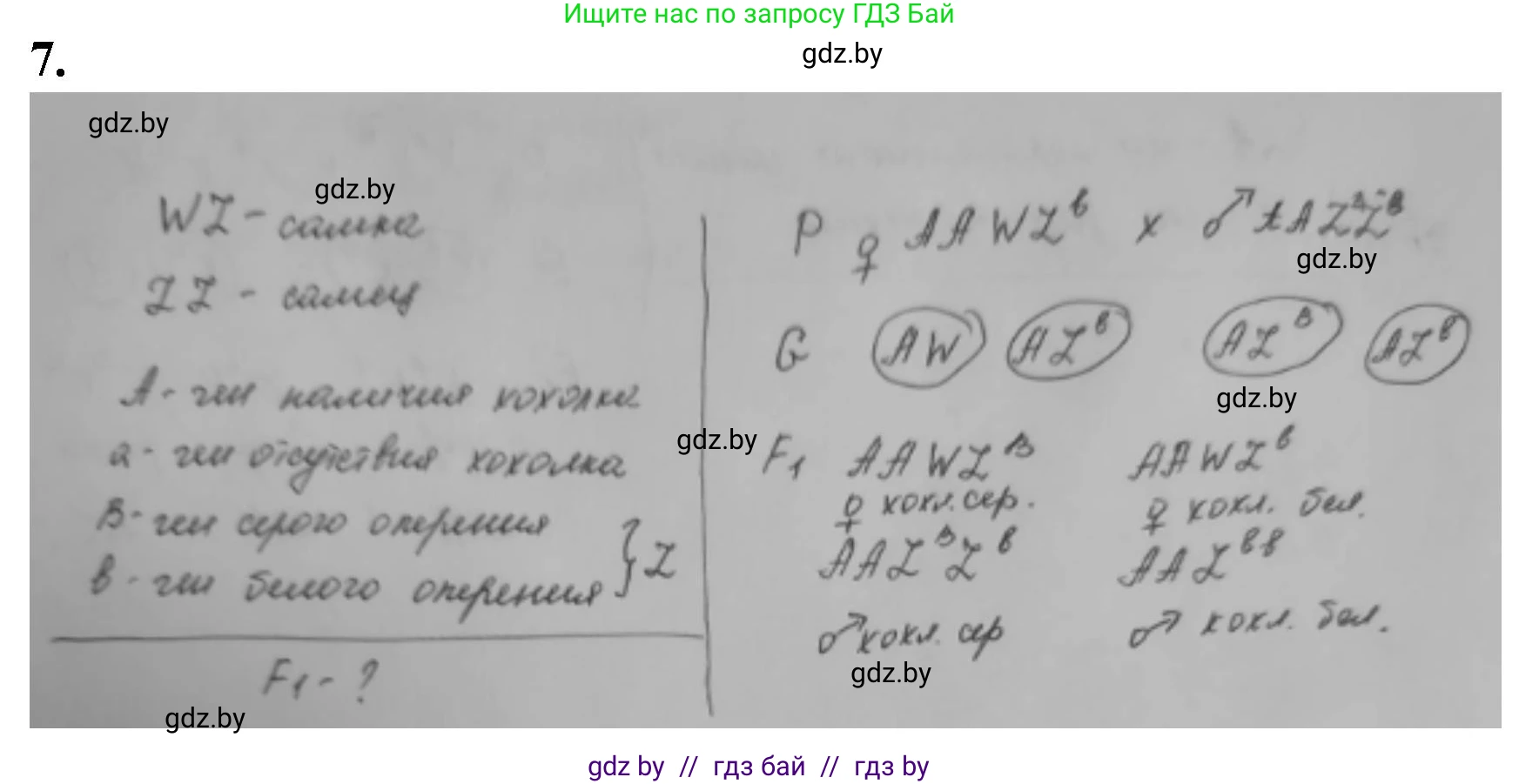 Биология, 11 класс рабочая тетрадь, авторы: Дашков Максим Леонидович, Головач Алексей Михайлович, издательство Аверсэв, Минск, 2021, жёлтого цвета, страница 84, номер 7, Решение