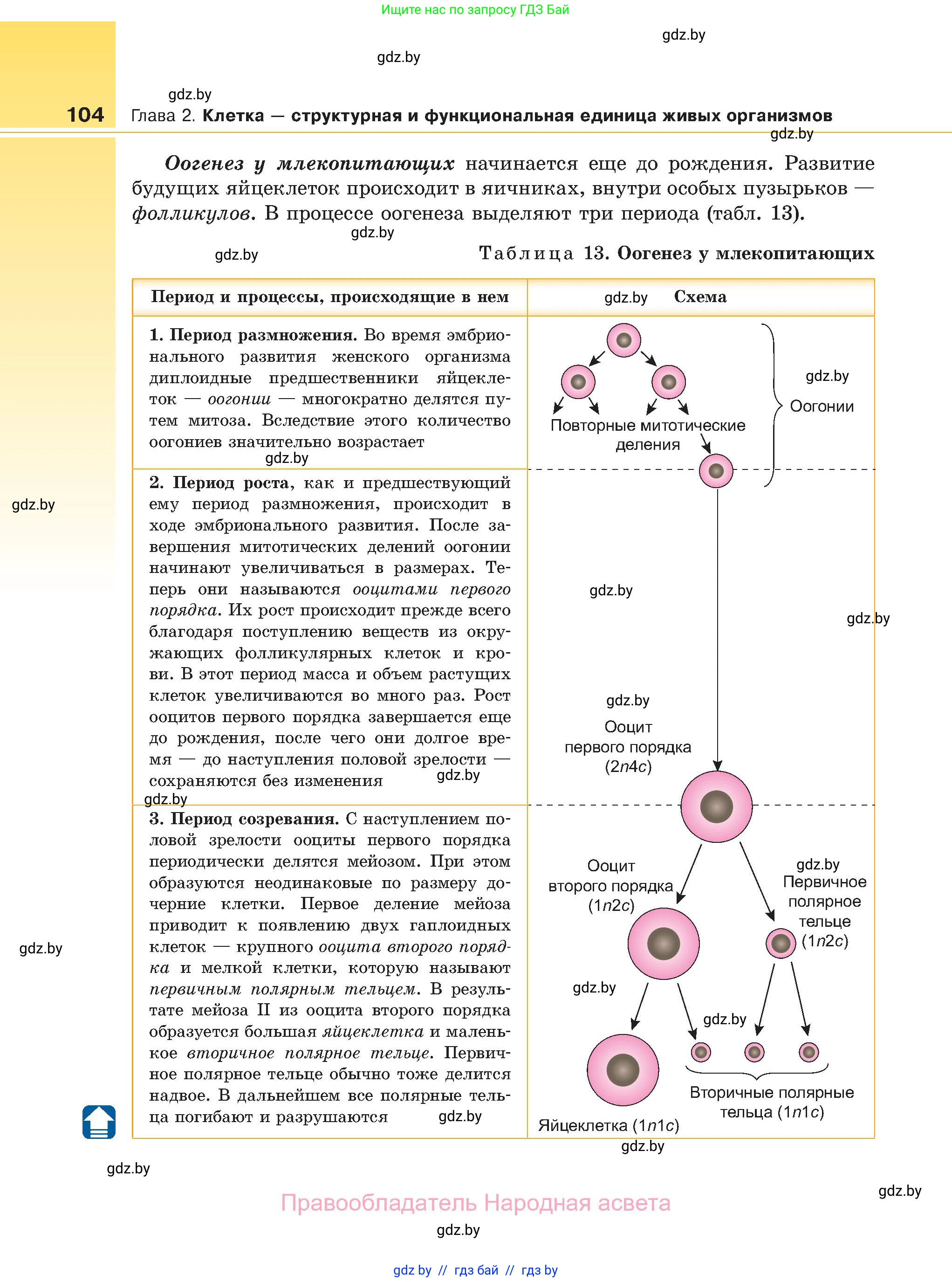 Биология, 11 класс Учебник, авторы: Дашков Максим Леонидович, Песнякевич Александр Георгиевич, Головач Алексей Михайлович, издательство Народная асвета, Минск, 2021, голубого цвета, страница 104