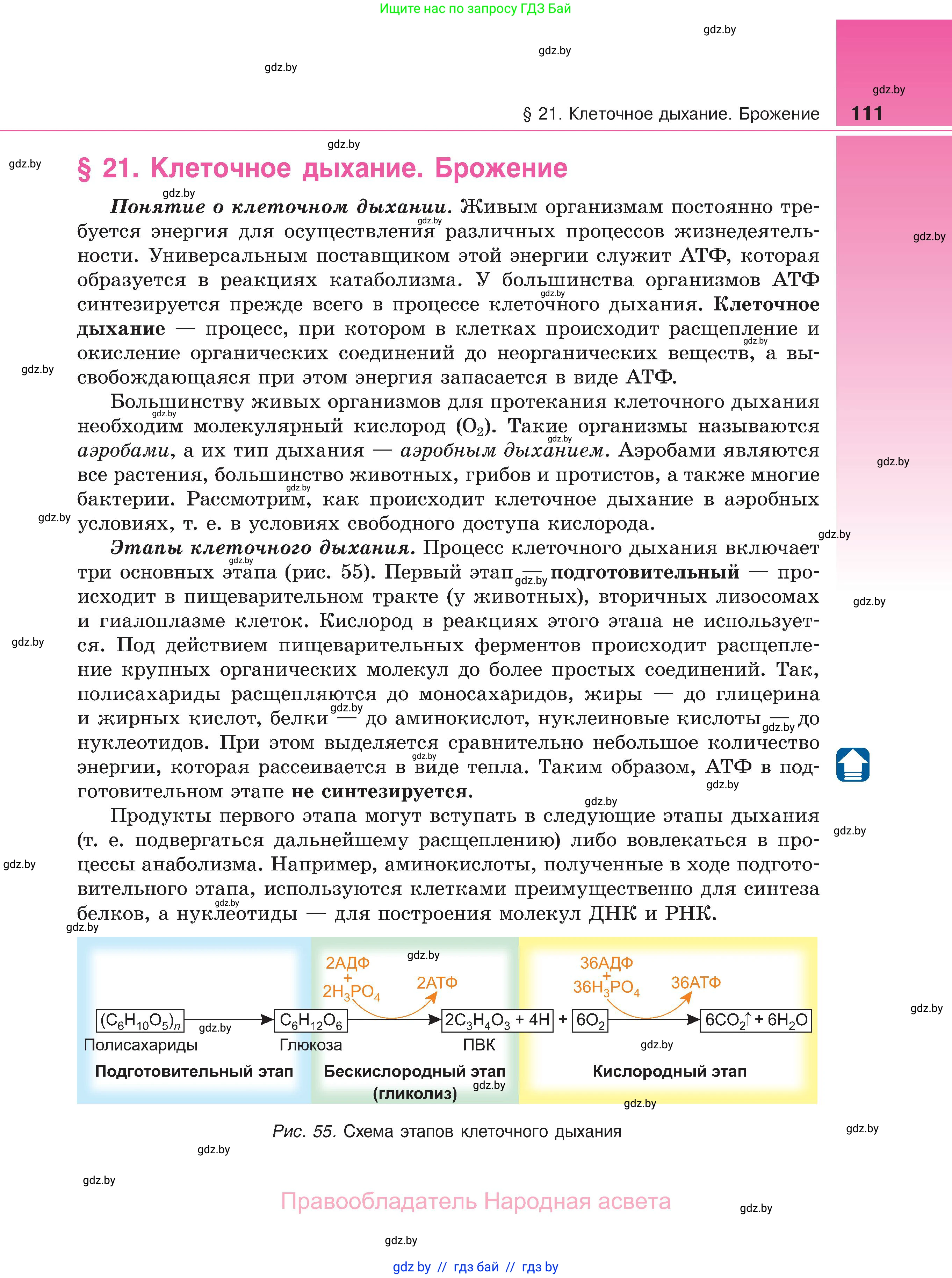 Биология, 11 класс Учебник, авторы: Дашков Максим Леонидович, Песнякевич Александр Георгиевич, Головач Алексей Михайлович, издательство Народная асвета, Минск, 2021, голубого цвета, страница 111
