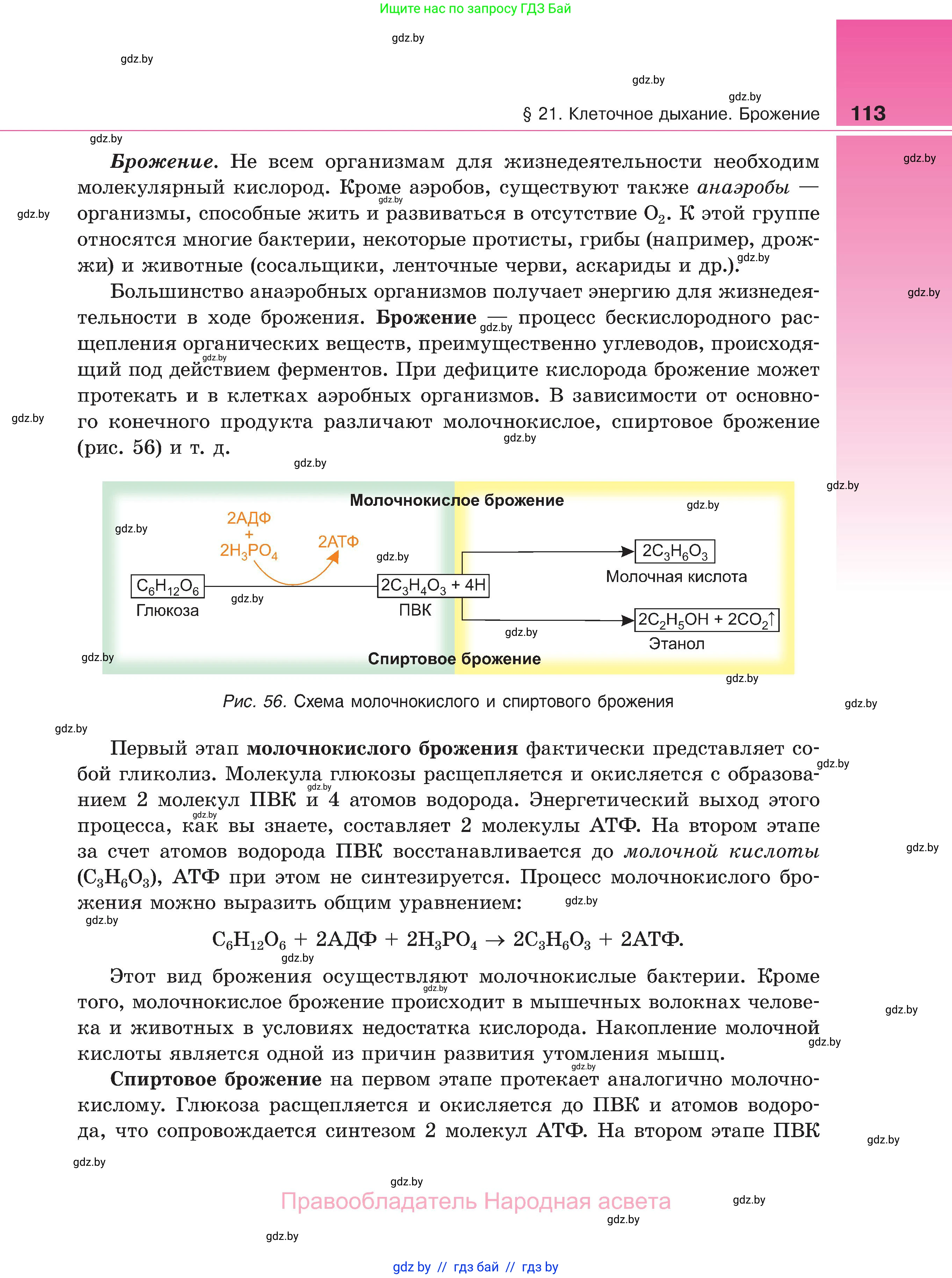 Биология, 11 класс Учебник, авторы: Дашков Максим Леонидович, Песнякевич Александр Георгиевич, Головач Алексей Михайлович, издательство Народная асвета, Минск, 2021, голубого цвета, страница 113