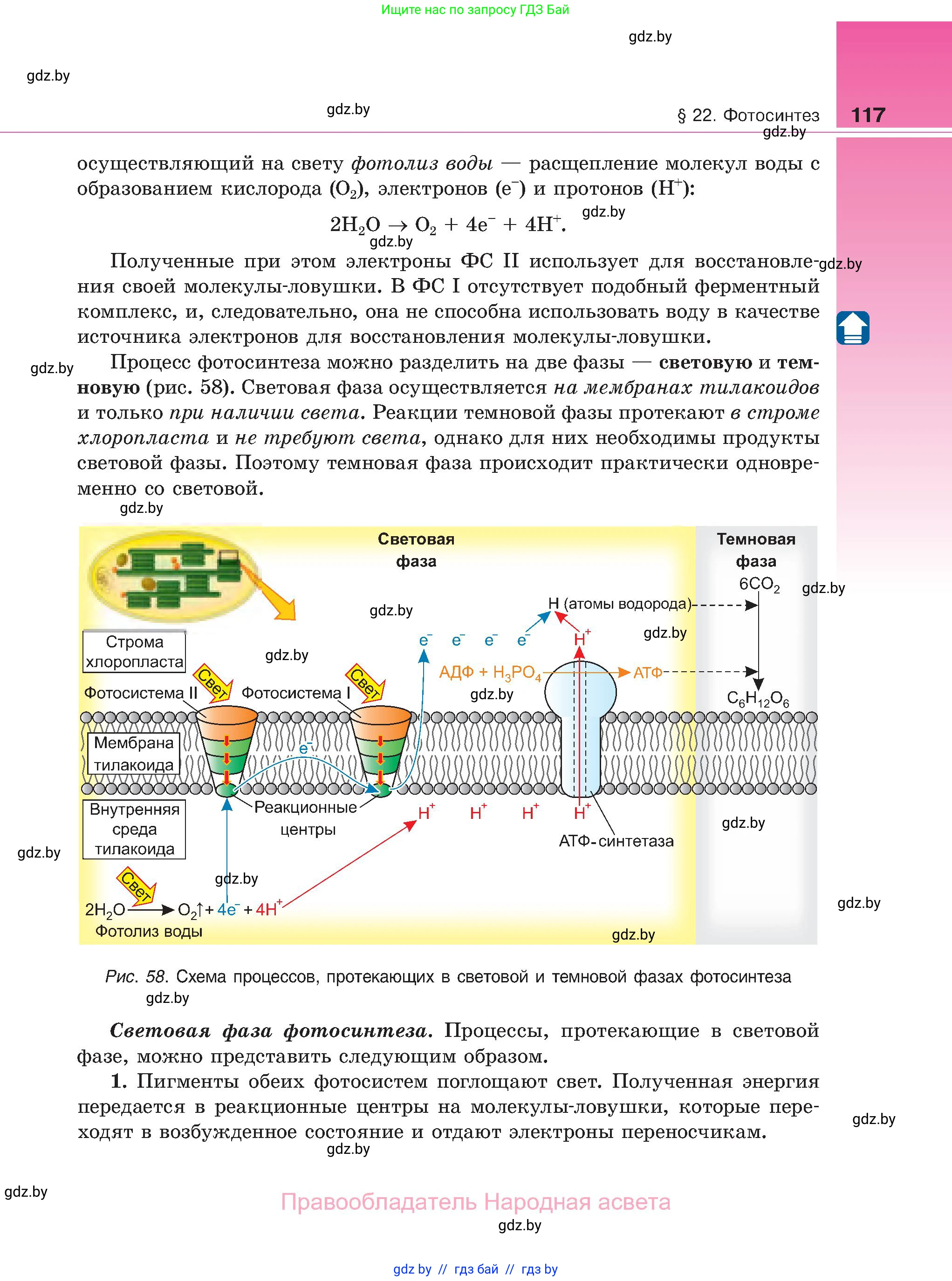 Биология, 11 класс Учебник, авторы: Дашков Максим Леонидович, Песнякевич Александр Георгиевич, Головач Алексей Михайлович, издательство Народная асвета, Минск, 2021, голубого цвета, страница 117