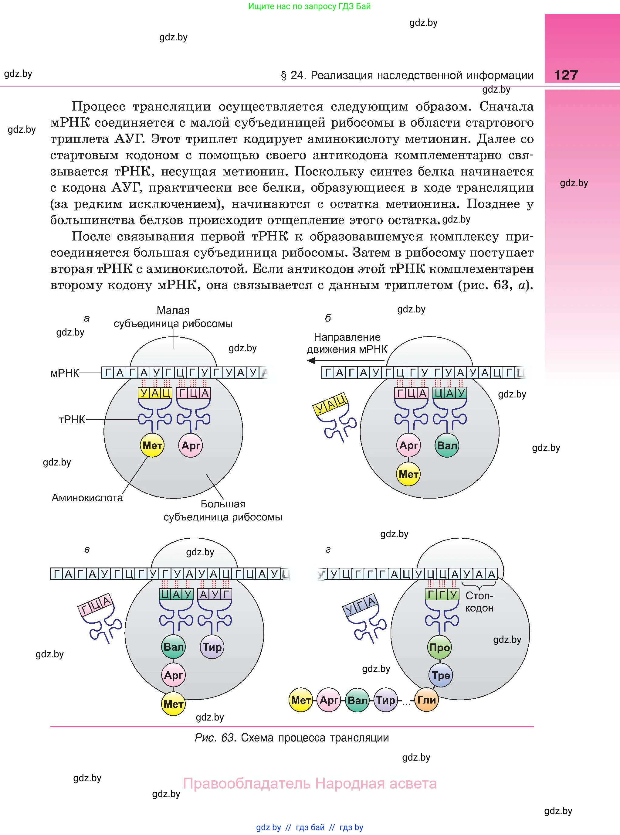 Биология, 11 класс Учебник, авторы: Дашков Максим Леонидович, Песнякевич Александр Георгиевич, Головач Алексей Михайлович, издательство Народная асвета, Минск, 2021, голубого цвета, страница 127