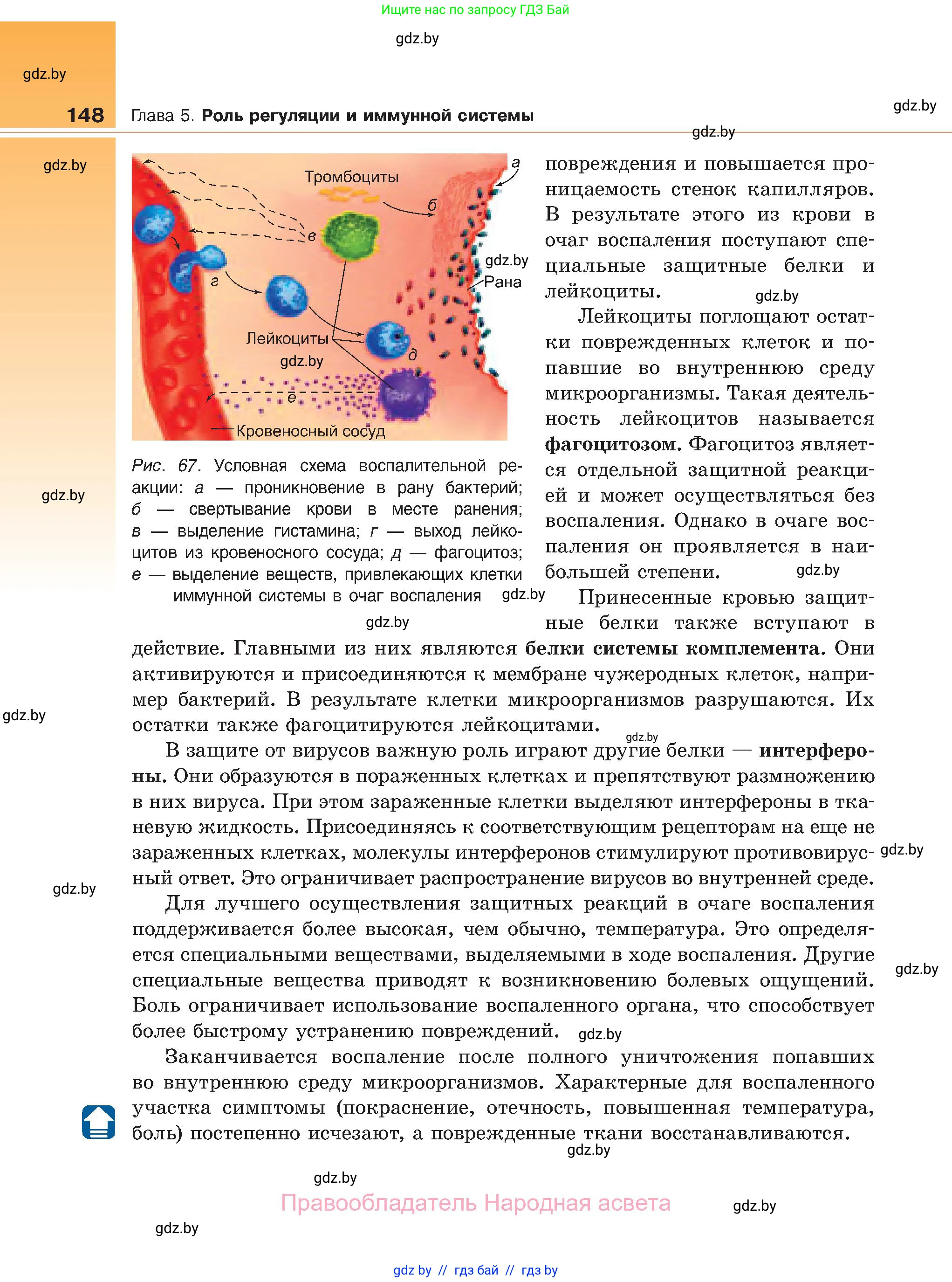 Биология, 11 класс Учебник, авторы: Дашков Максим Леонидович, Песнякевич Александр Георгиевич, Головач Алексей Михайлович, издательство Народная асвета, Минск, 2021, голубого цвета, страница 148