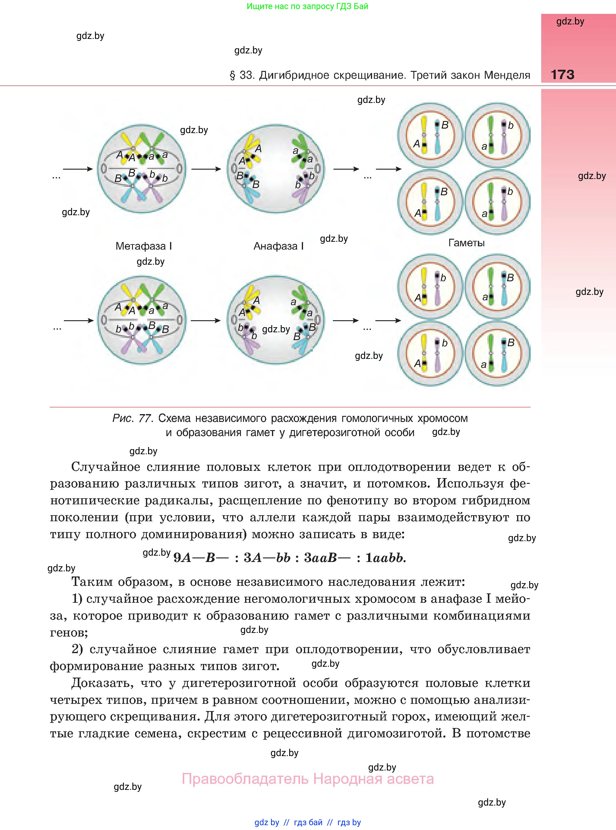 Биология, 11 класс Учебник, авторы: Дашков Максим Леонидович, Песнякевич Александр Георгиевич, Головач Алексей Михайлович, издательство Народная асвета, Минск, 2021, голубого цвета, страница 173