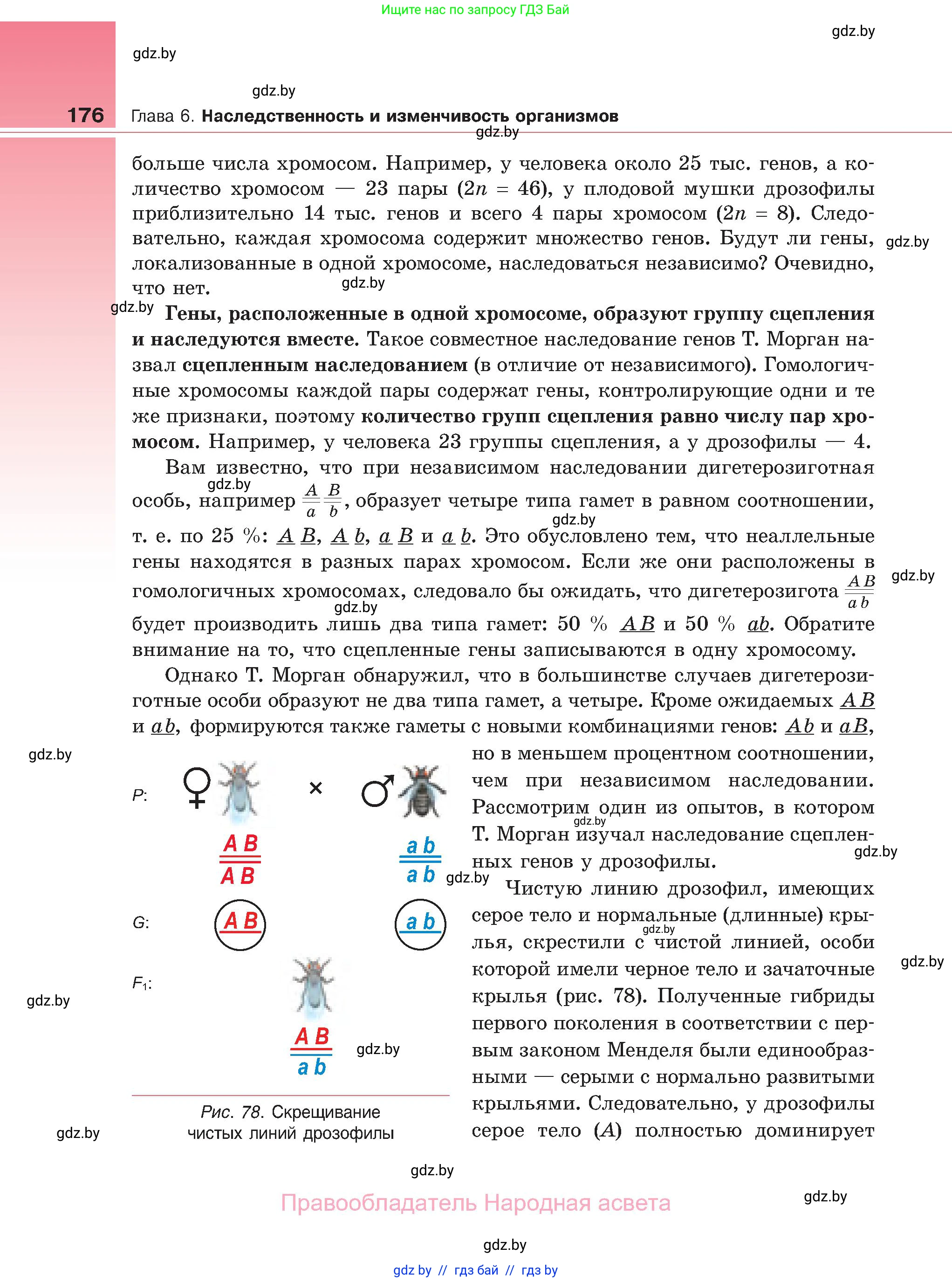 Биология, 11 класс Учебник, авторы: Дашков Максим Леонидович, Песнякевич Александр Георгиевич, Головач Алексей Михайлович, издательство Народная асвета, Минск, 2021, голубого цвета, страница 176