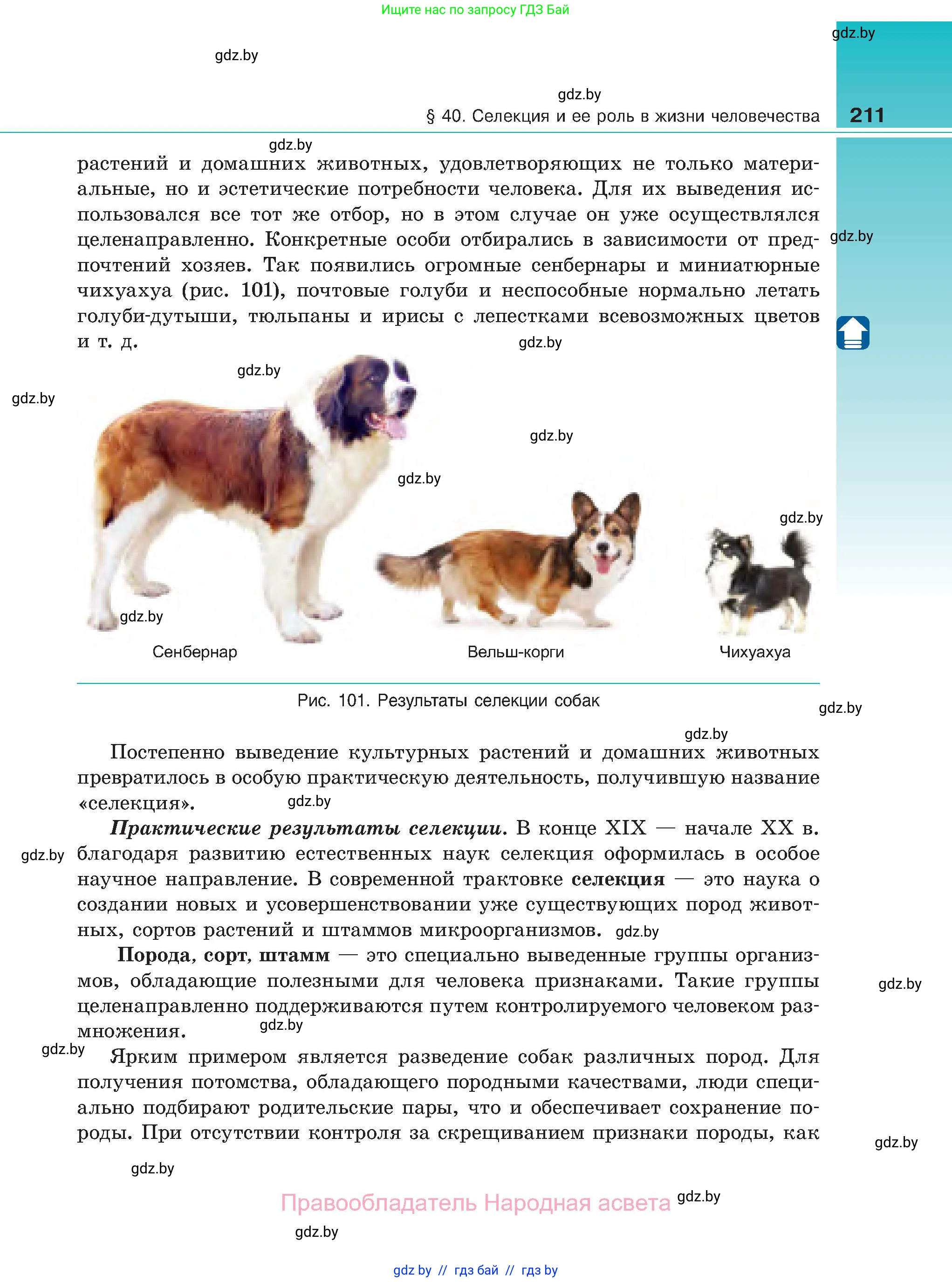 Биология, 11 класс Учебник, авторы: Дашков Максим Леонидович, Песнякевич Александр Георгиевич, Головач Алексей Михайлович, издательство Народная асвета, Минск, 2021, голубого цвета, страница 211