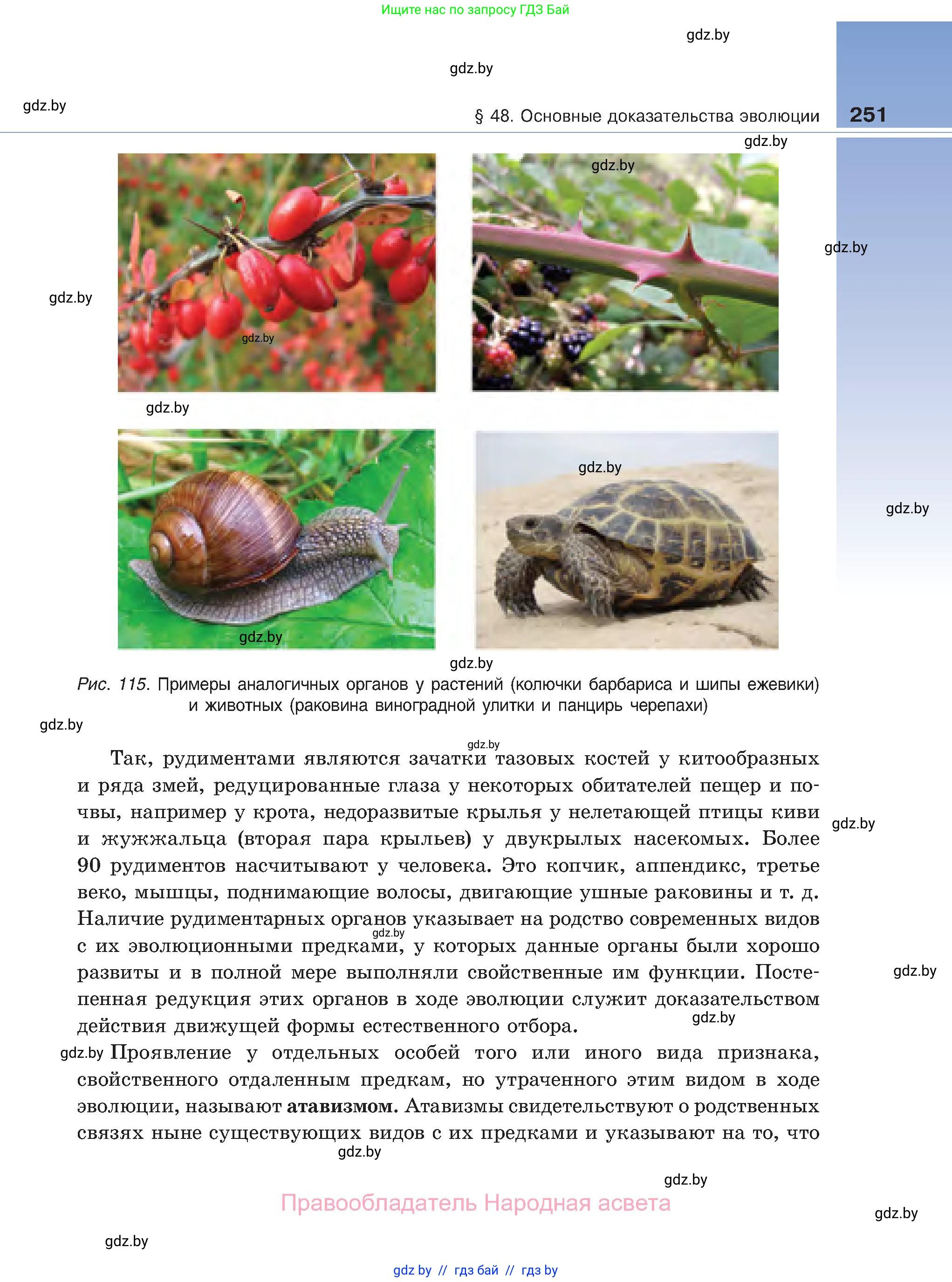 Биология, 11 класс Учебник, авторы: Дашков Максим Леонидович, Песнякевич Александр Георгиевич, Головач Алексей Михайлович, издательство Народная асвета, Минск, 2021, голубого цвета, страница 251