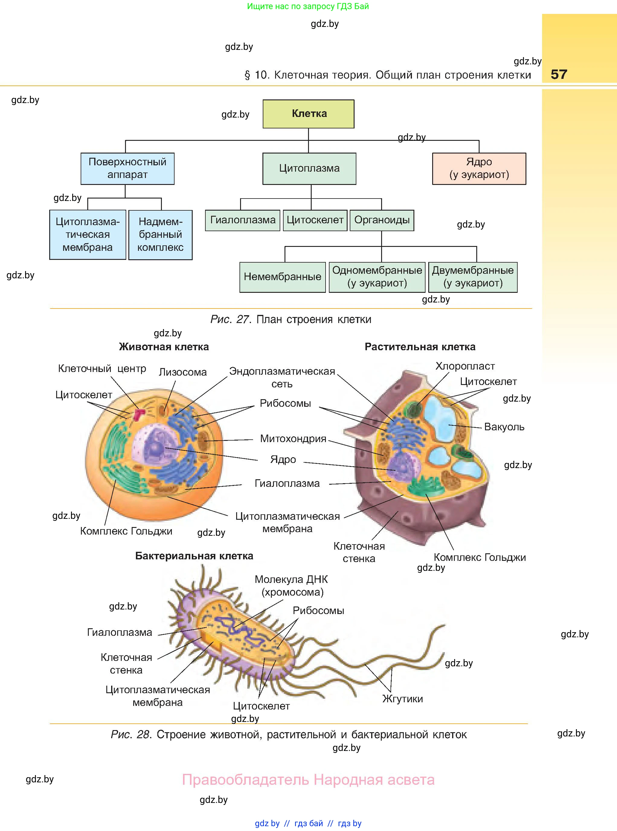 Биология, 11 класс Учебник, авторы: Дашков Максим Леонидович, Песнякевич Александр Георгиевич, Головач Алексей Михайлович, издательство Народная асвета, Минск, 2021, голубого цвета, страница 57
