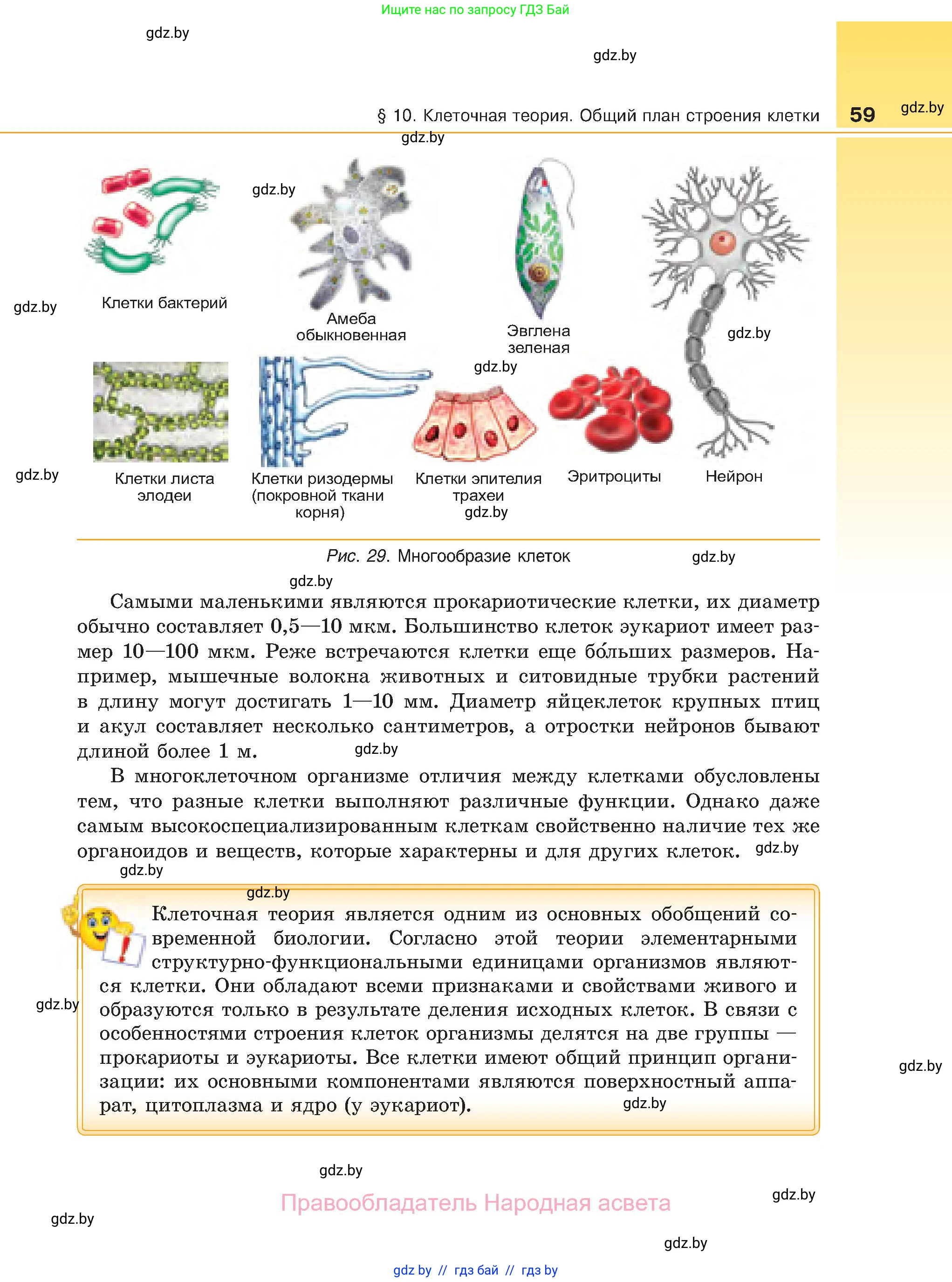 Биология, 11 класс Учебник, авторы: Дашков Максим Леонидович, Песнякевич Александр Георгиевич, Головач Алексей Михайлович, издательство Народная асвета, Минск, 2021, голубого цвета, страница 59
