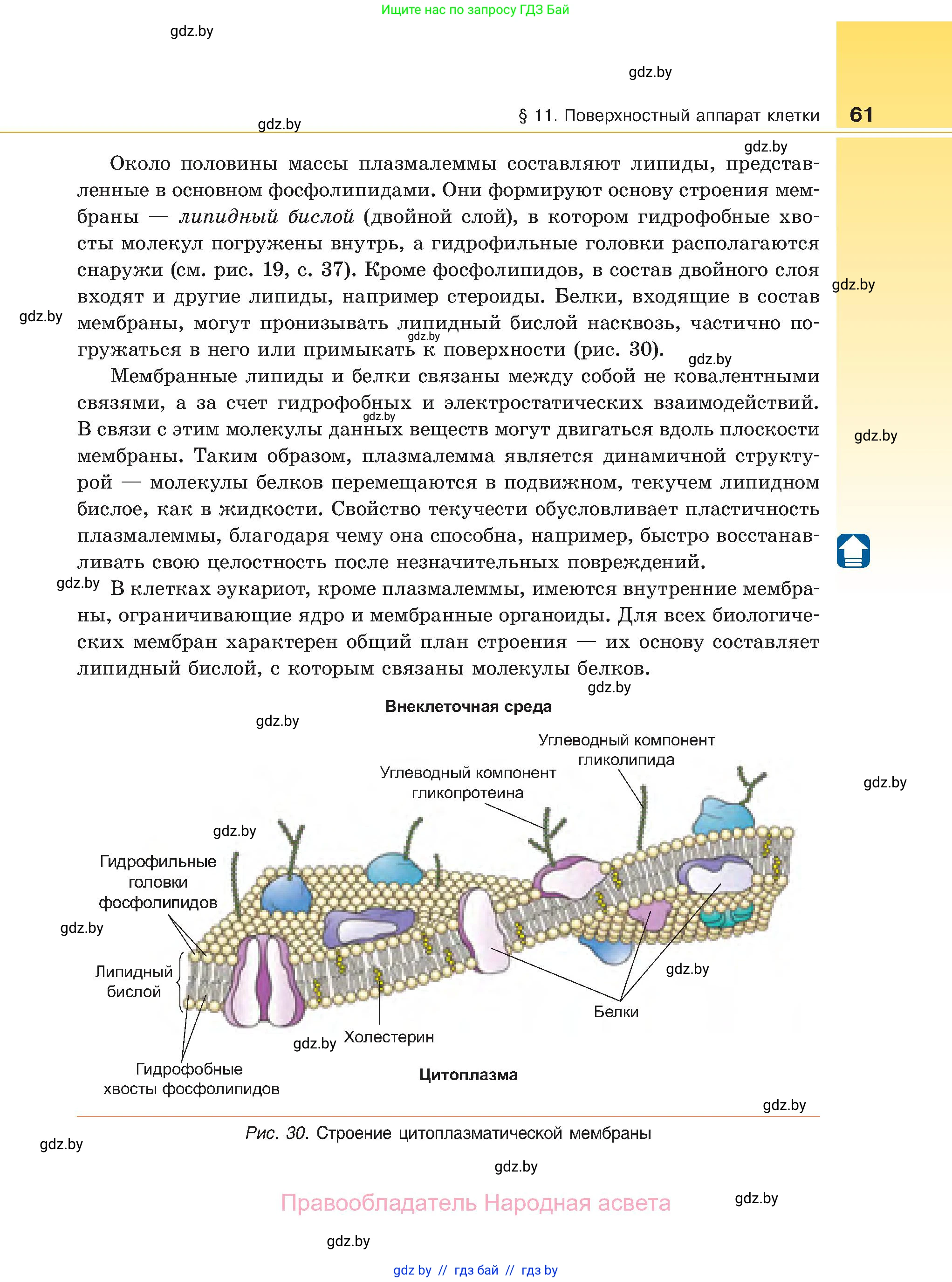 Биология, 11 класс Учебник, авторы: Дашков Максим Леонидович, Песнякевич Александр Георгиевич, Головач Алексей Михайлович, издательство Народная асвета, Минск, 2021, голубого цвета, страница 61