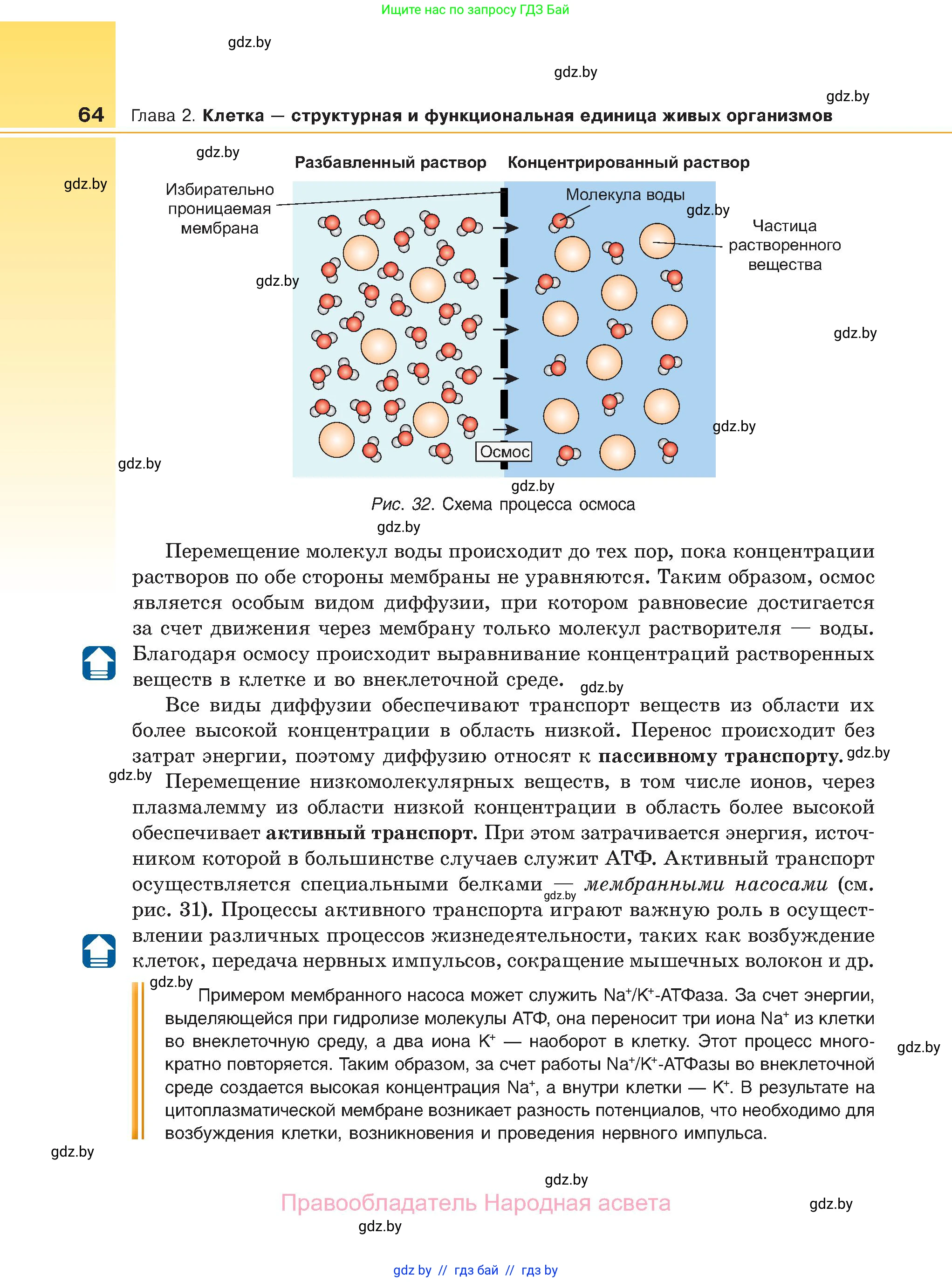 Биология, 11 класс Учебник, авторы: Дашков Максим Леонидович, Песнякевич Александр Георгиевич, Головач Алексей Михайлович, издательство Народная асвета, Минск, 2021, голубого цвета, страница 64