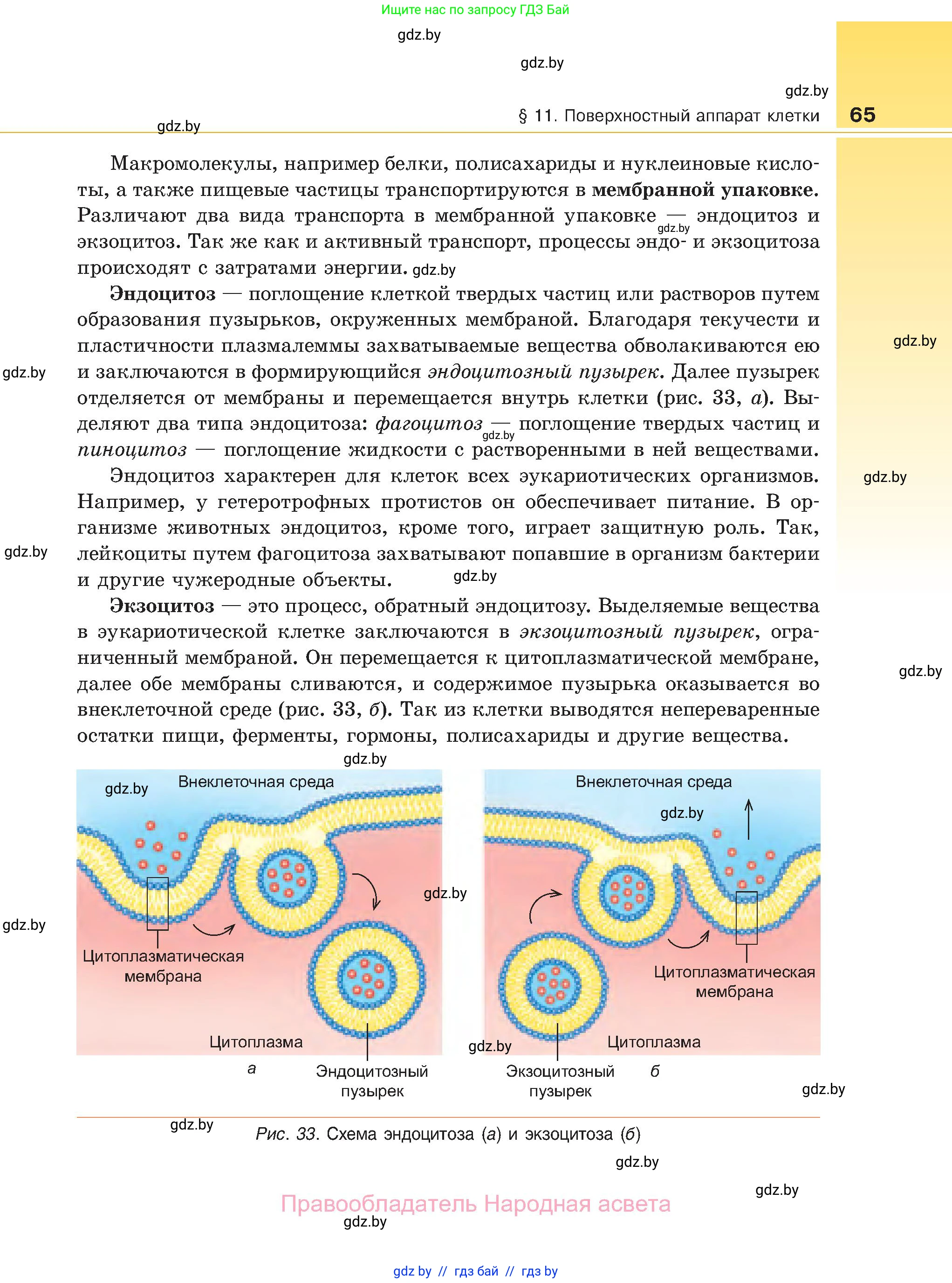 Биология, 11 класс Учебник, авторы: Дашков Максим Леонидович, Песнякевич Александр Георгиевич, Головач Алексей Михайлович, издательство Народная асвета, Минск, 2021, голубого цвета, страница 65