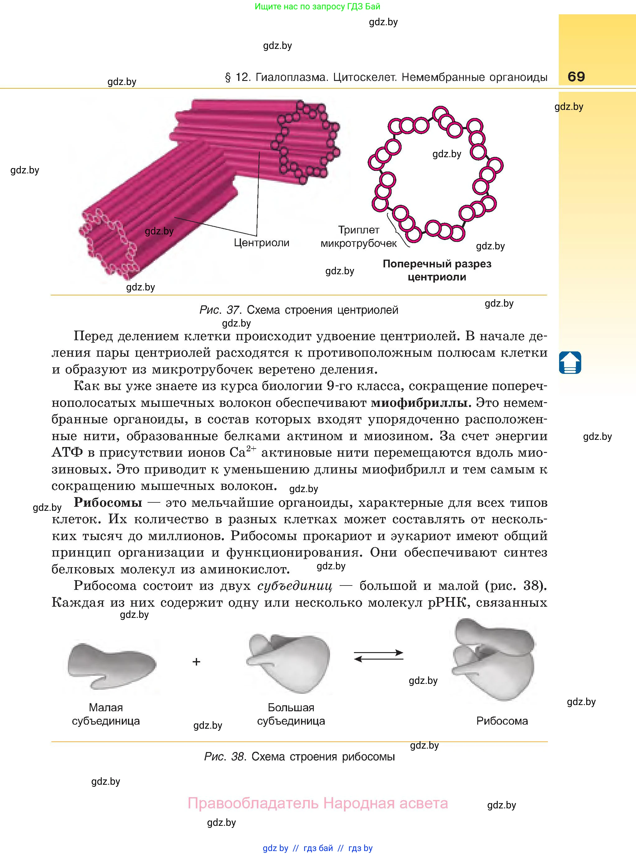 Биология, 11 класс Учебник, авторы: Дашков Максим Леонидович, Песнякевич Александр Георгиевич, Головач Алексей Михайлович, издательство Народная асвета, Минск, 2021, голубого цвета, страница 69