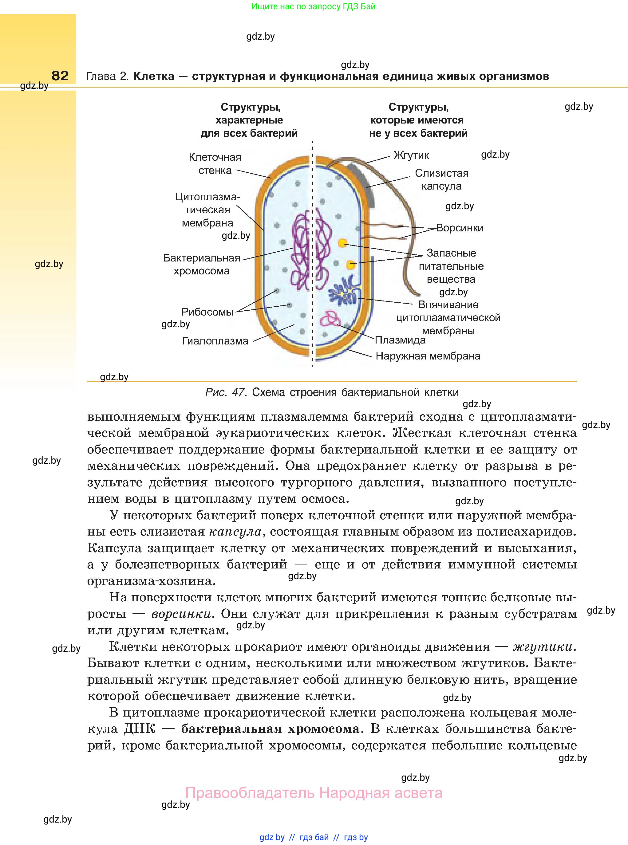 Биология, 11 класс Учебник, авторы: Дашков Максим Леонидович, Песнякевич Александр Георгиевич, Головач Алексей Михайлович, издательство Народная асвета, Минск, 2021, голубого цвета, страница 82