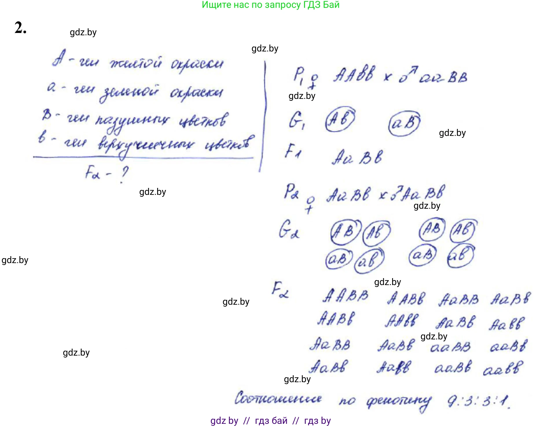 Биология, 11 класс Тетрадь для лабораторных и практических работ, автор: Хруцкая Тамара Викторовна, издательство Аверсэв, Минск, 2021, жёлтого цвета, страница 60, номер 2, Решение