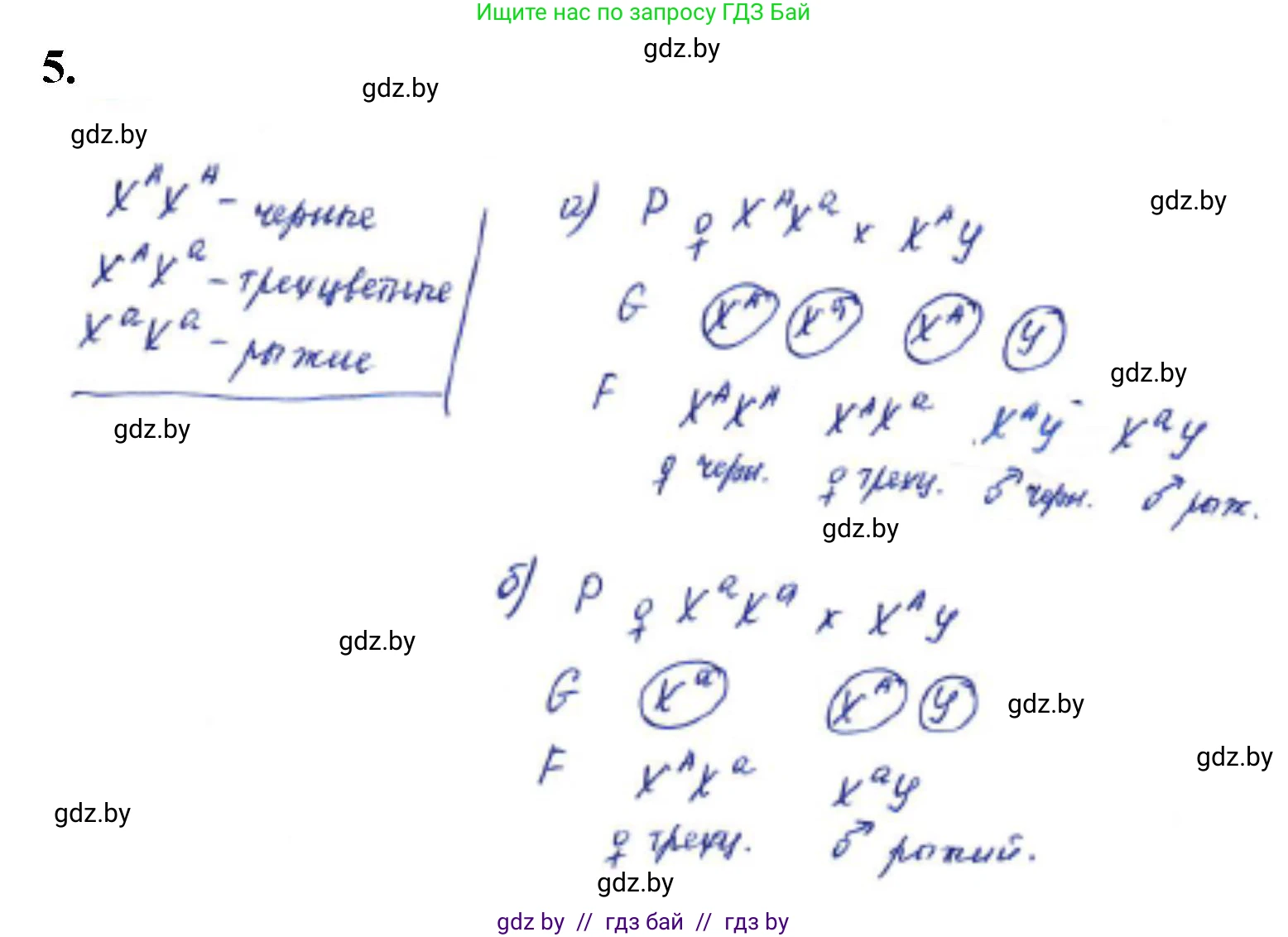 Биология, 11 класс Тетрадь для лабораторных и практических работ, автор: Хруцкая Тамара Викторовна, издательство Аверсэв, Минск, 2021, жёлтого цвета, страница 73, номер 5, Решение