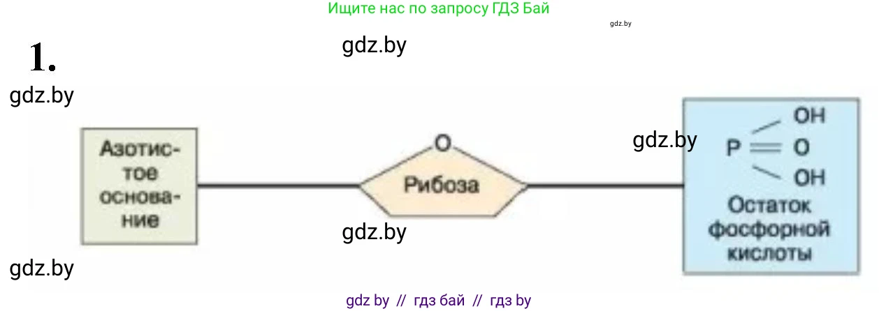 Биология, 11 класс рабочая тетрадь, автор: Хруцкая Тамара Викторовна, издательство Аверсэв, Минск, 2021, зелёного цвета, страница 16, номер 1, Решение