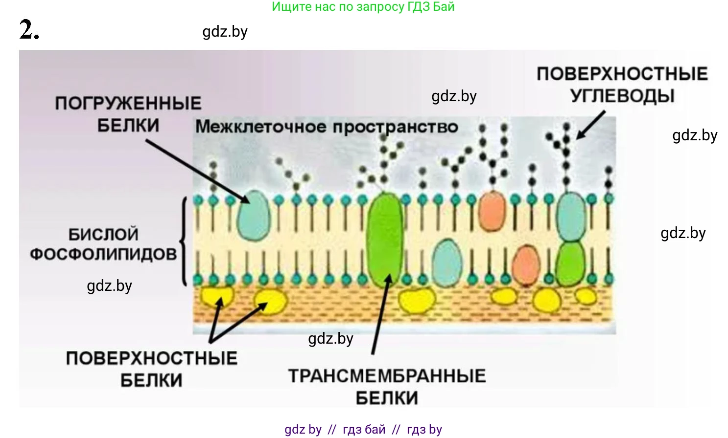 Биология, 11 класс рабочая тетрадь, автор: Хруцкая Тамара Викторовна, издательство Аверсэв, Минск, 2021, зелёного цвета, страница 21, номер 2, Решение