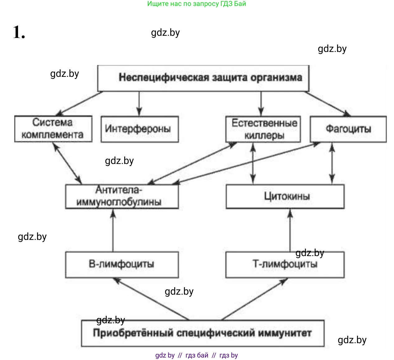 Биология, 11 класс рабочая тетрадь, автор: Хруцкая Тамара Викторовна, издательство Аверсэв, Минск, 2021, зелёного цвета, страница 53, номер 1, Решение