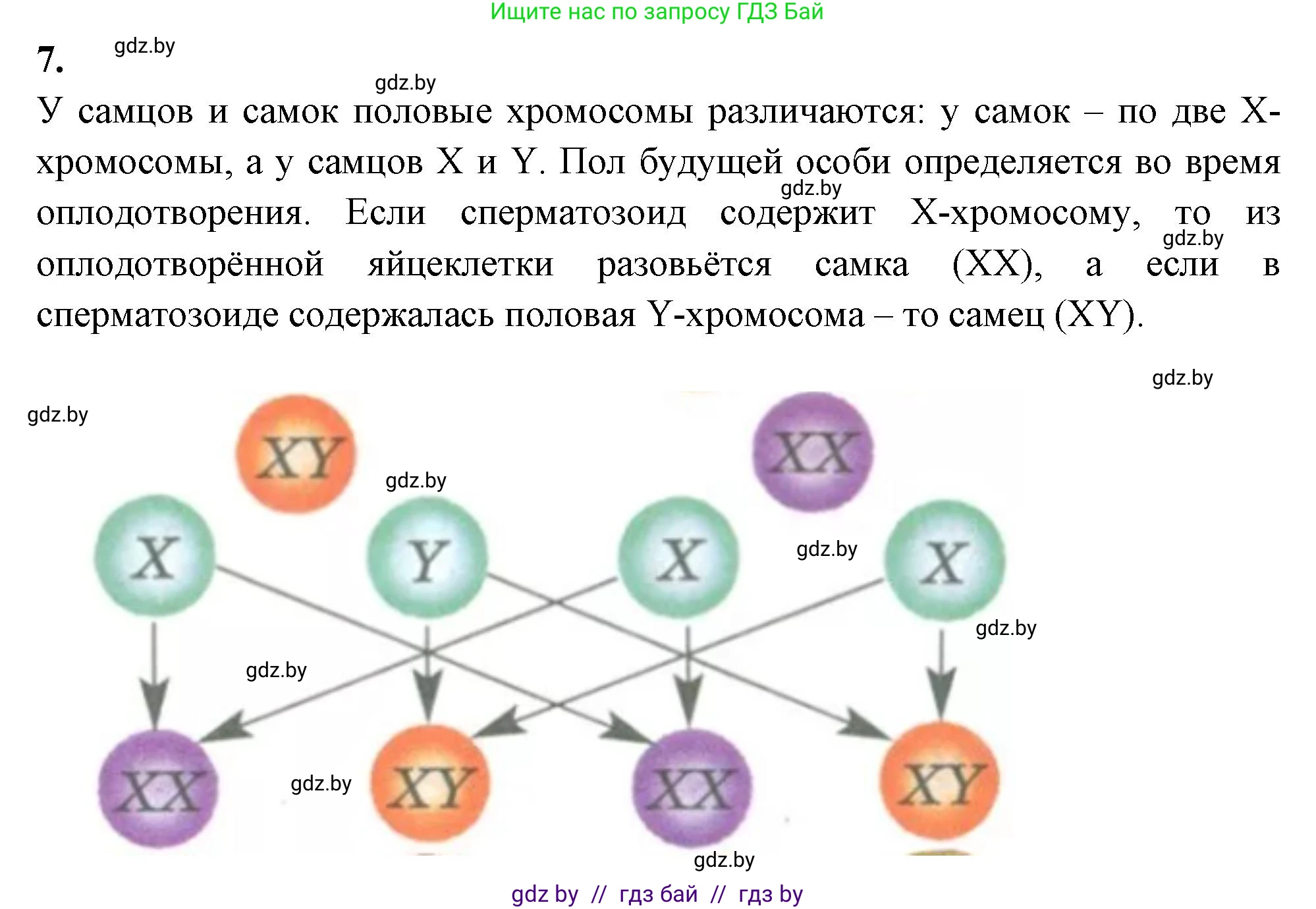 Биология, 11 класс рабочая тетрадь, автор: Хруцкая Тамара Викторовна, издательство Аверсэв, Минск, 2021, зелёного цвета, страница 68, номер 7, Решение