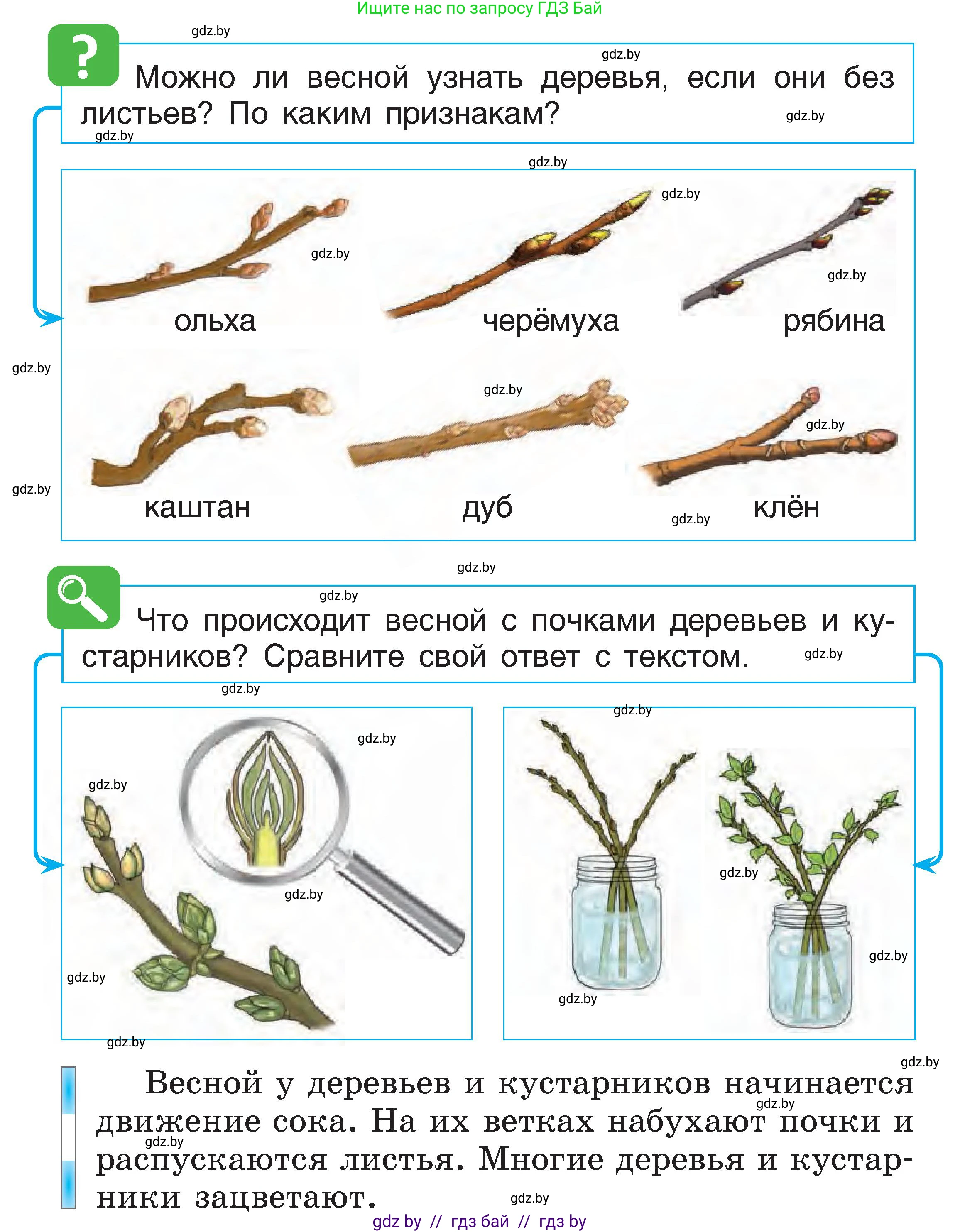 Человек и мир, 1 класс Учебник, авторы: Трафимова Галина Владимировна, Трафимов Сергей Анатольевич, издательство Национальный институт образования, Минск, 2023, салатового цвета, страница 62, Условие