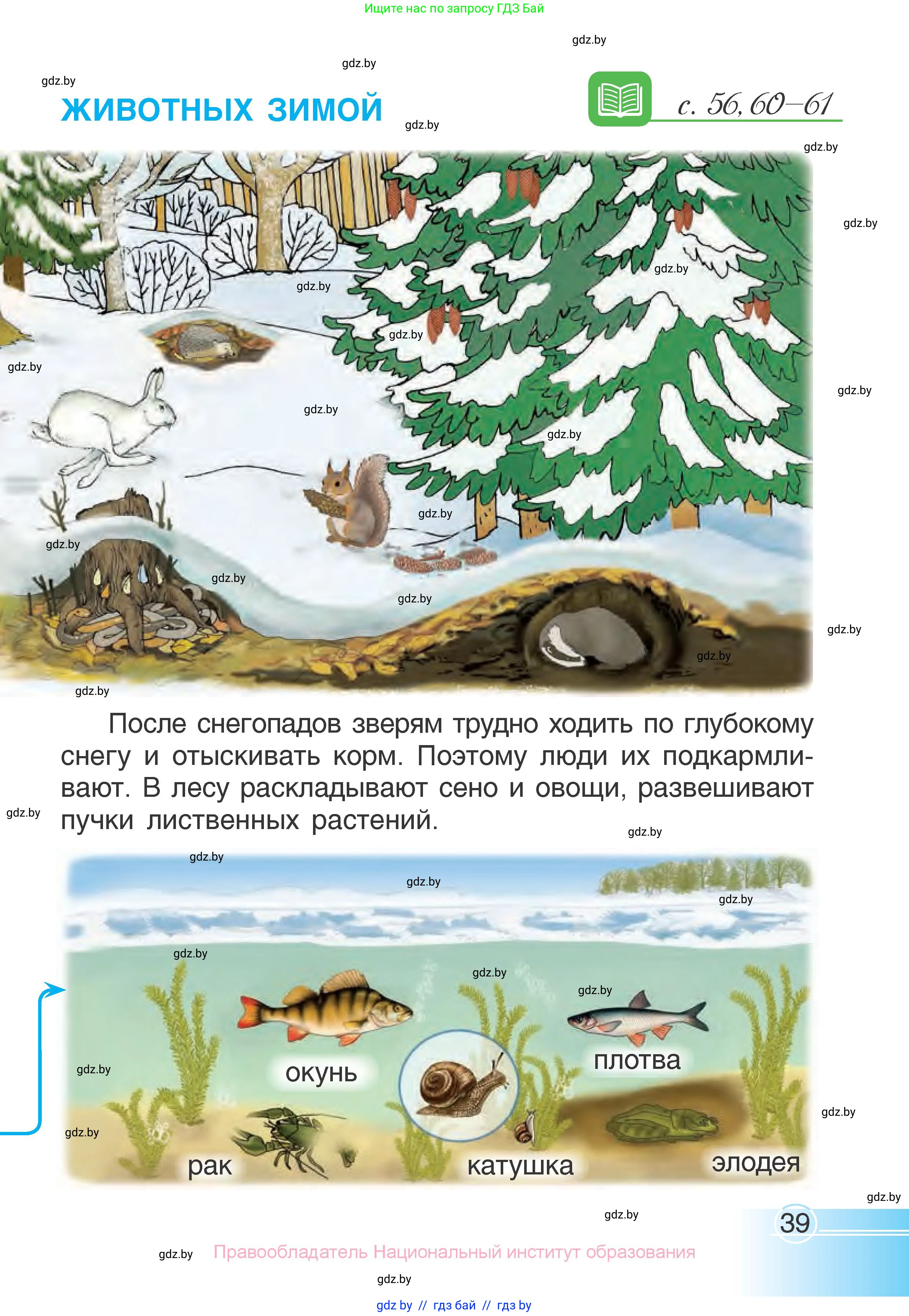 Человек и мир, 1 класс Учебник, авторы: Трафимова Галина Владимировна, Трафимов Сергей Анатольевич, издательство Национальный институт образования, Минск, 2023, салатового цвета, страница 39