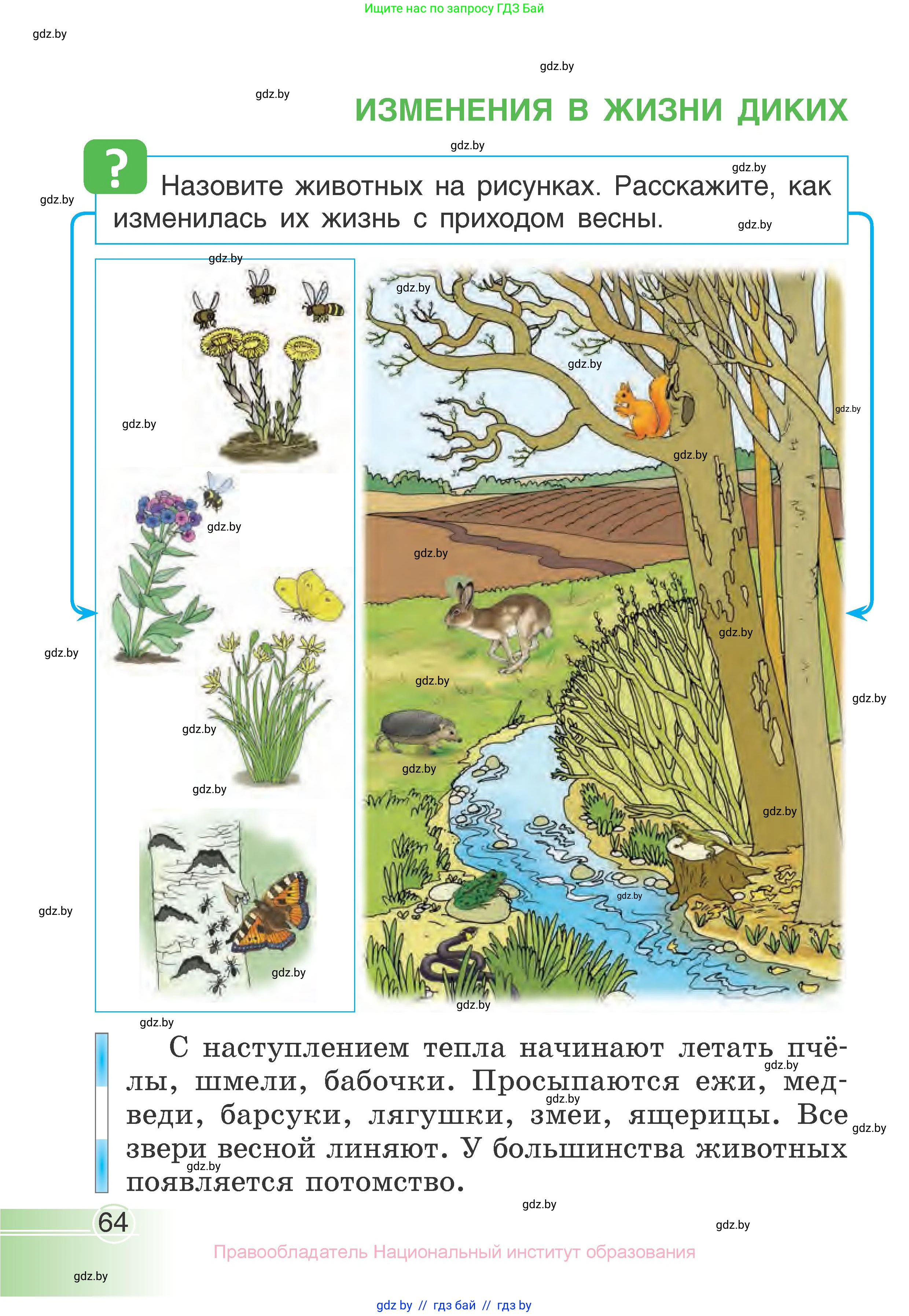 Человек и мир, 1 класс Учебник, авторы: Трафимова Галина Владимировна, Трафимов Сергей Анатольевич, издательство Национальный институт образования, Минск, 2023, салатового цвета, страница 64