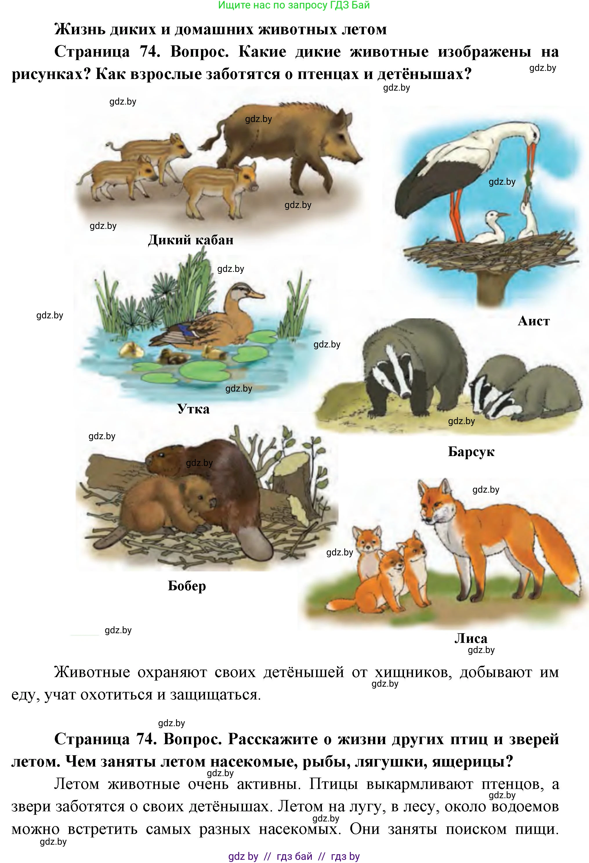 Человек и мир, 1 класс Учебник, авторы: Трафимова Галина Владимировна, Трафимов Сергей Анатольевич, издательство Национальный институт образования, Минск, 2023, салатового цвета, страница 74, Решение