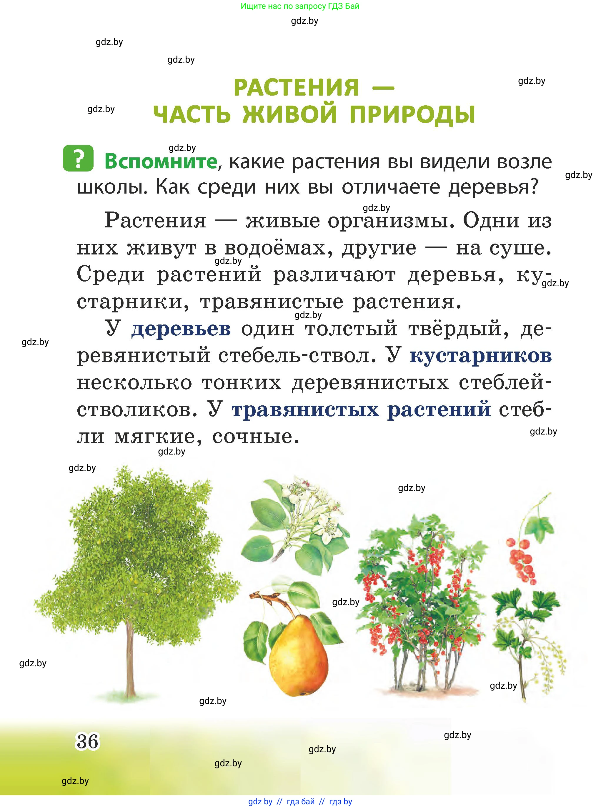 Человек и мир, 2 класс Учебник, авторы: Трафимова Галина Владимировна, Трафимов Сергей Анатольевич, издательство Академия образования, Минск, 2024, страница 36