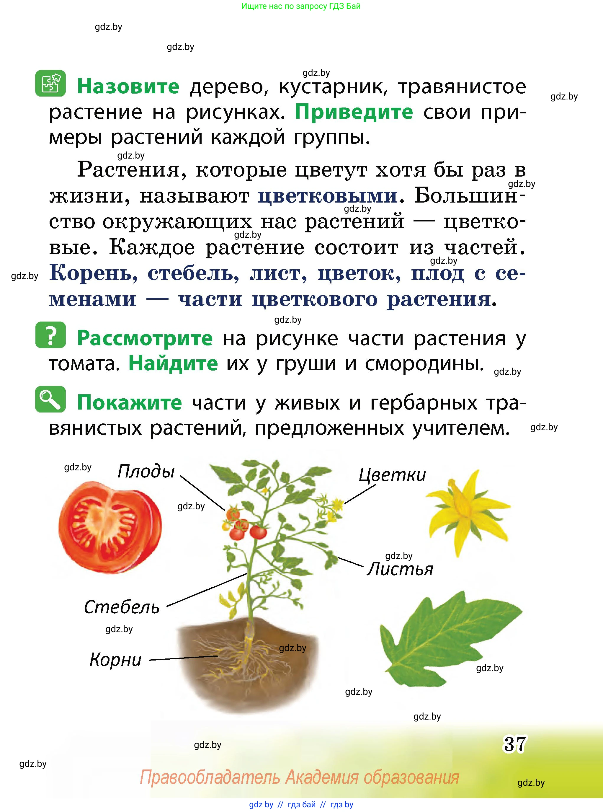 Человек и мир, 2 класс Учебник, авторы: Трафимова Галина Владимировна, Трафимов Сергей Анатольевич, издательство Академия образования, Минск, 2024, страница 37