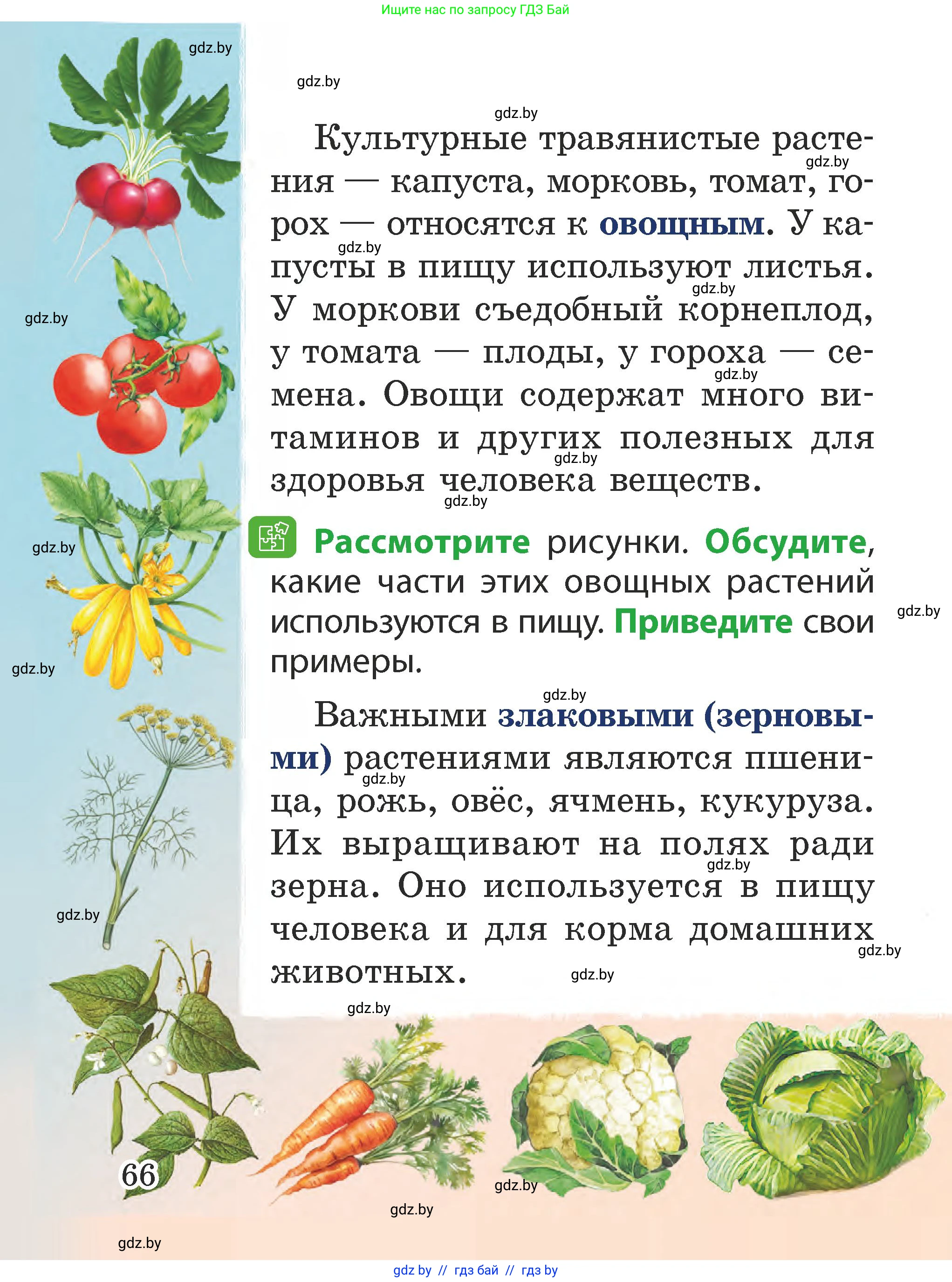Человек и мир, 2 класс Учебник, авторы: Трафимова Галина Владимировна, Трафимов Сергей Анатольевич, издательство Академия образования, Минск, 2024, страница 66