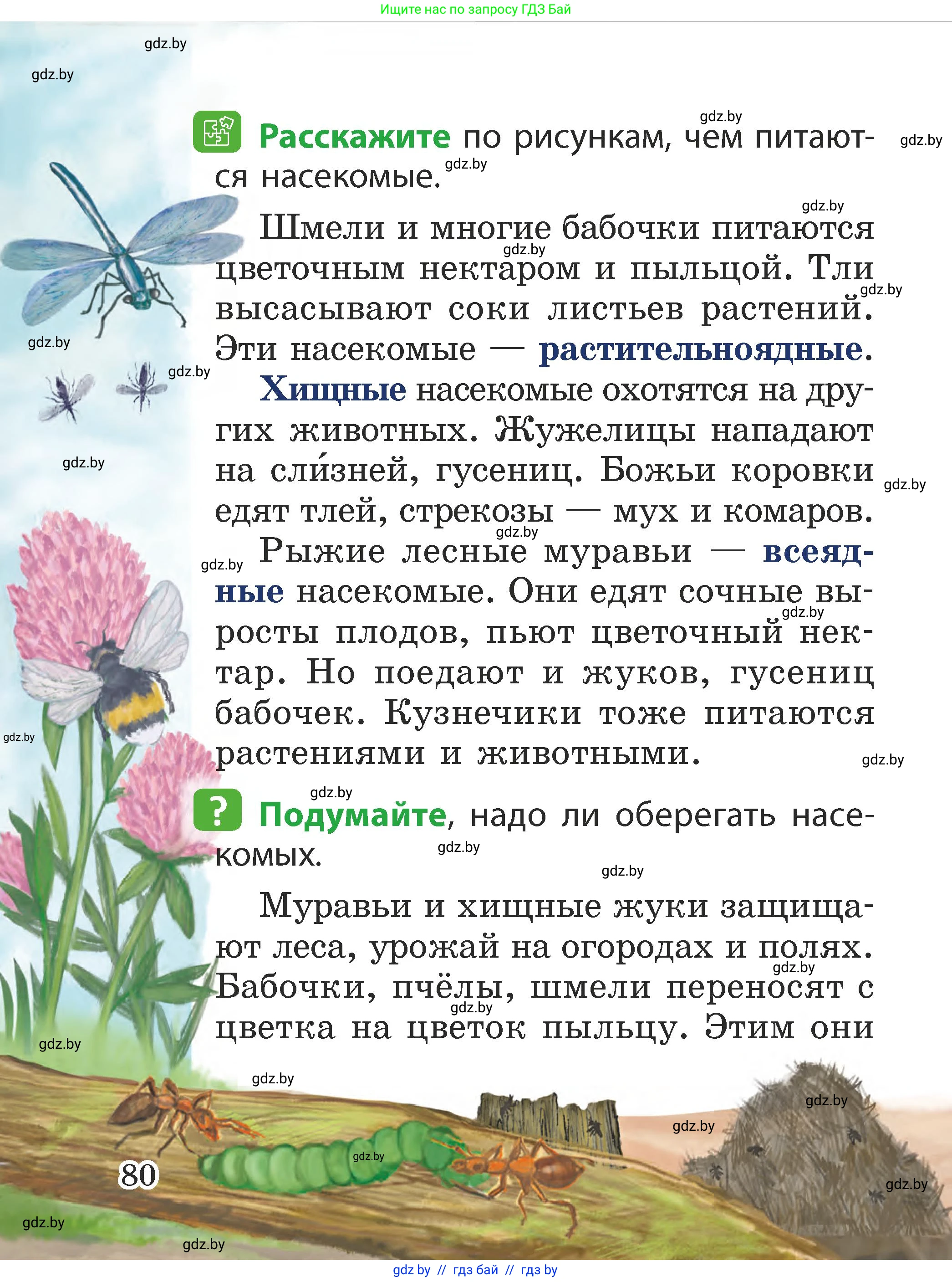 Человек и мир, 2 класс Учебник, авторы: Трафимова Галина Владимировна, Трафимов Сергей Анатольевич, издательство Академия образования, Минск, 2024, страница 80