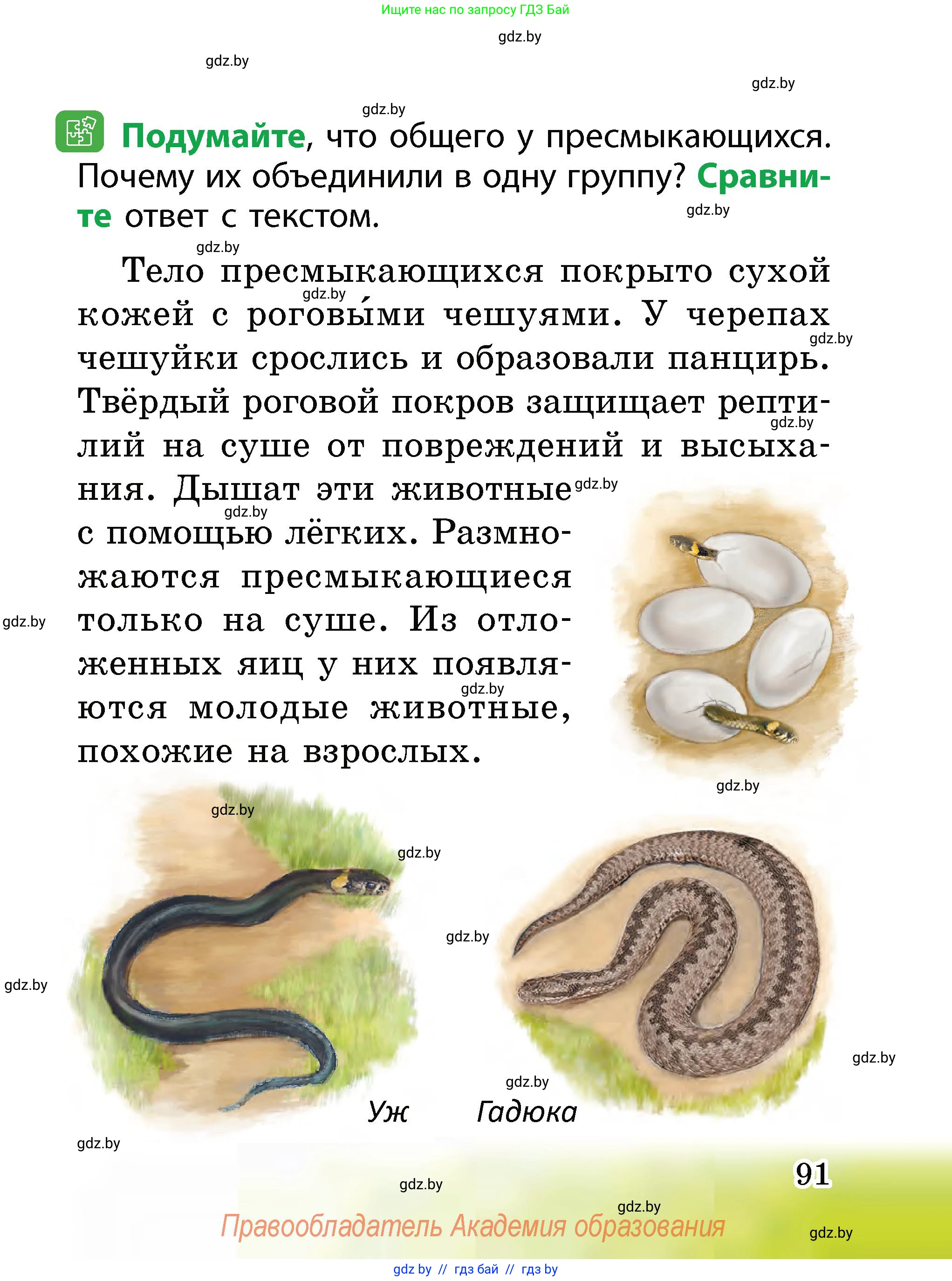 Человек и мир, 2 класс Учебник, авторы: Трафимова Галина Владимировна, Трафимов Сергей Анатольевич, издательство Академия образования, Минск, 2024, страница 91