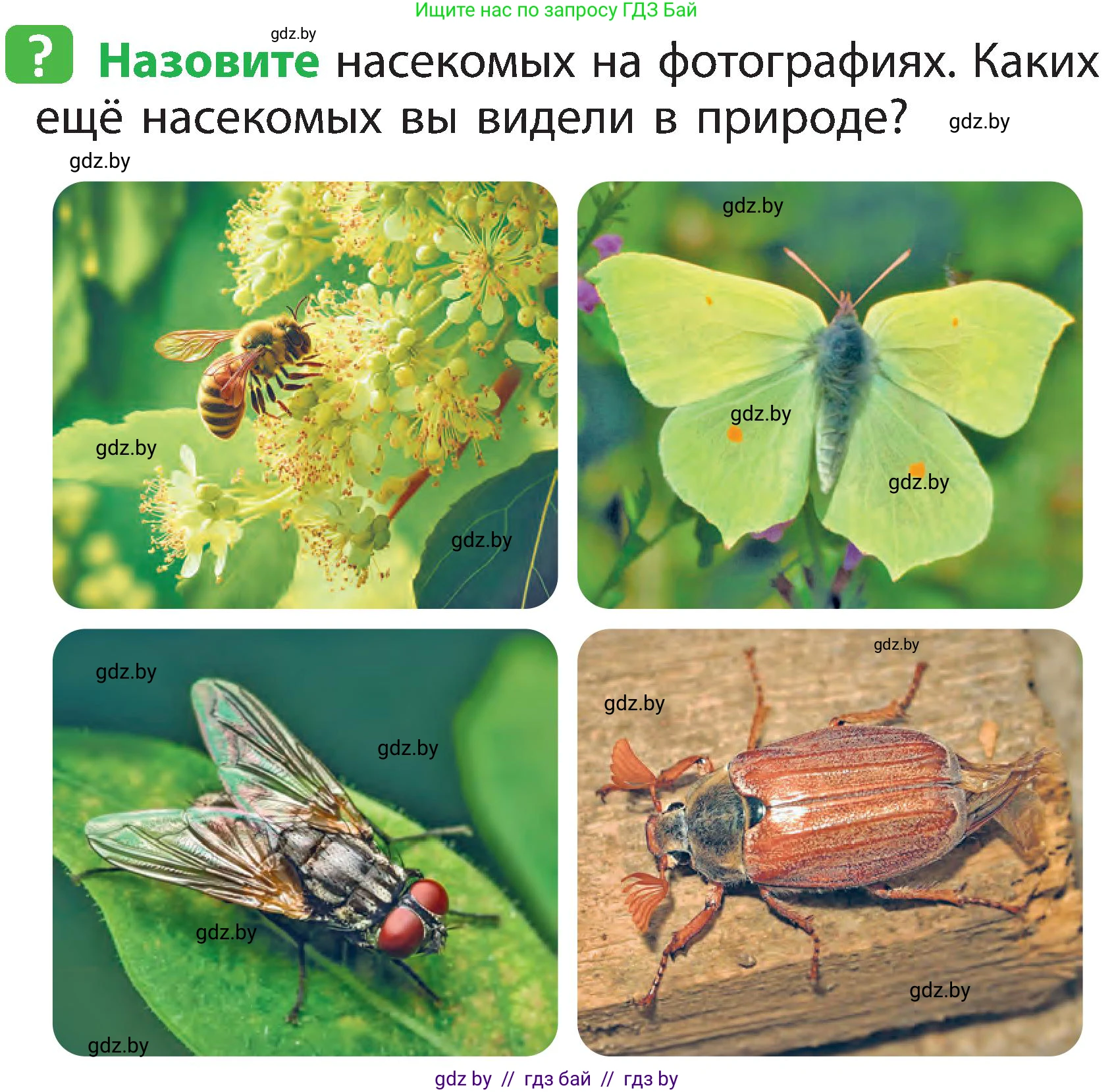 Человек и мир, 2 класс Учебник, авторы: Трафимова Галина Владимировна, Трафимов Сергей Анатольевич, издательство Академия образования, Минск, 2024, страница 79, номер 4, Условие