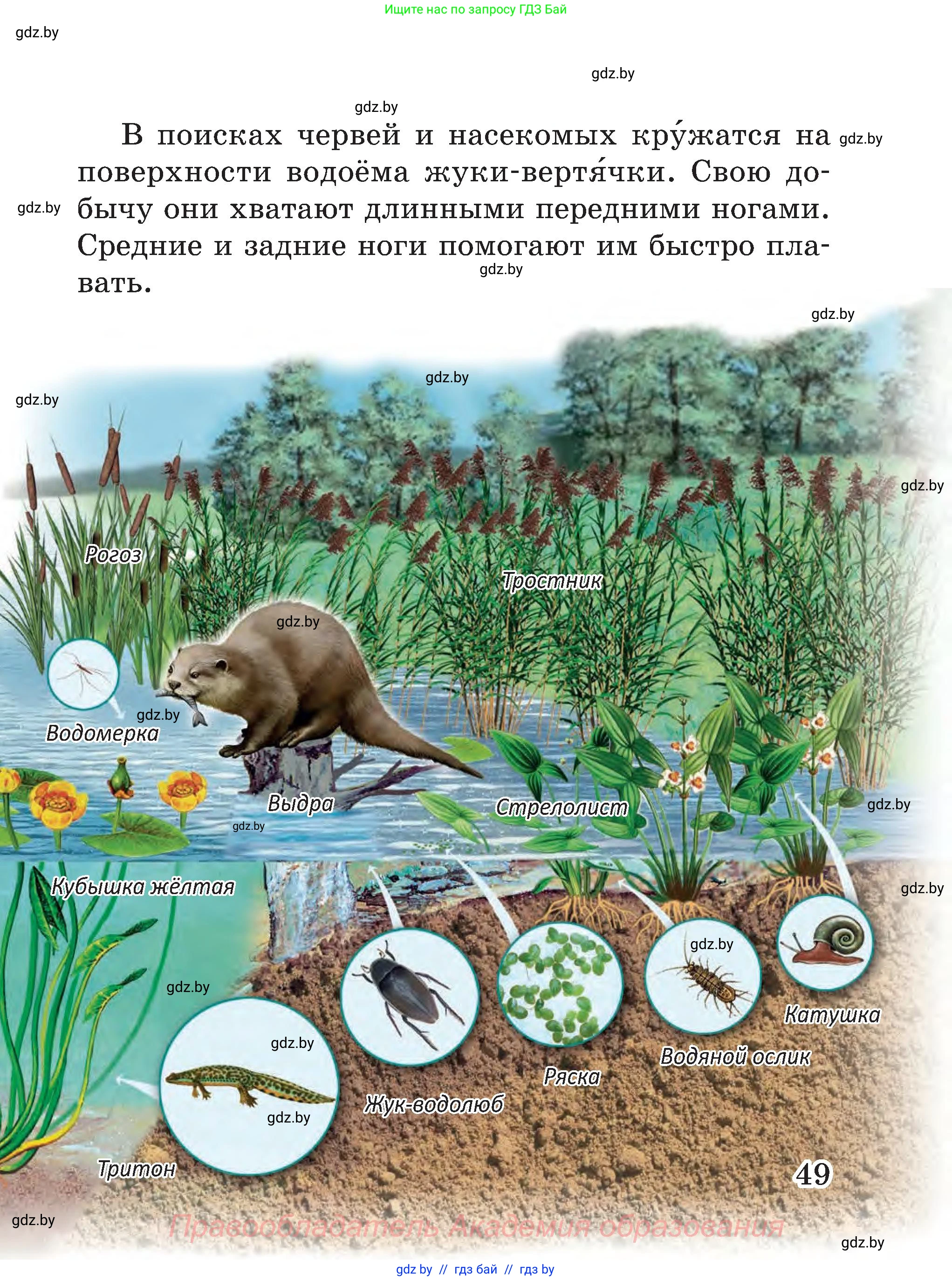 Человек и мир, 3 класс Учебник, авторы: Трафимова Галина Владимировна, Трафимов Сергей Анатольевич, издательство Академия образования, Минск, 2025, голубого цвета, страница 49