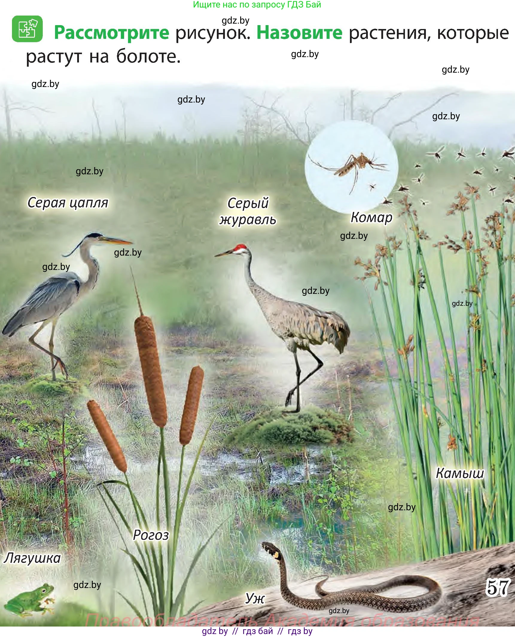 Человек и мир, 3 класс Учебник, авторы: Трафимова Галина Владимировна, Трафимов Сергей Анатольевич, издательство Академия образования, Минск, 2025, голубого цвета, страница 57, Условие