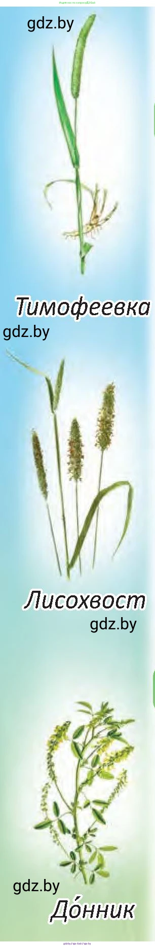 Человек и мир, 3 класс Учебник, авторы: Трафимова Галина Владимировна, Трафимов Сергей Анатольевич, издательство Академия образования, Минск, 2025, голубого цвета, страница 64, Условие (продолжение 2)