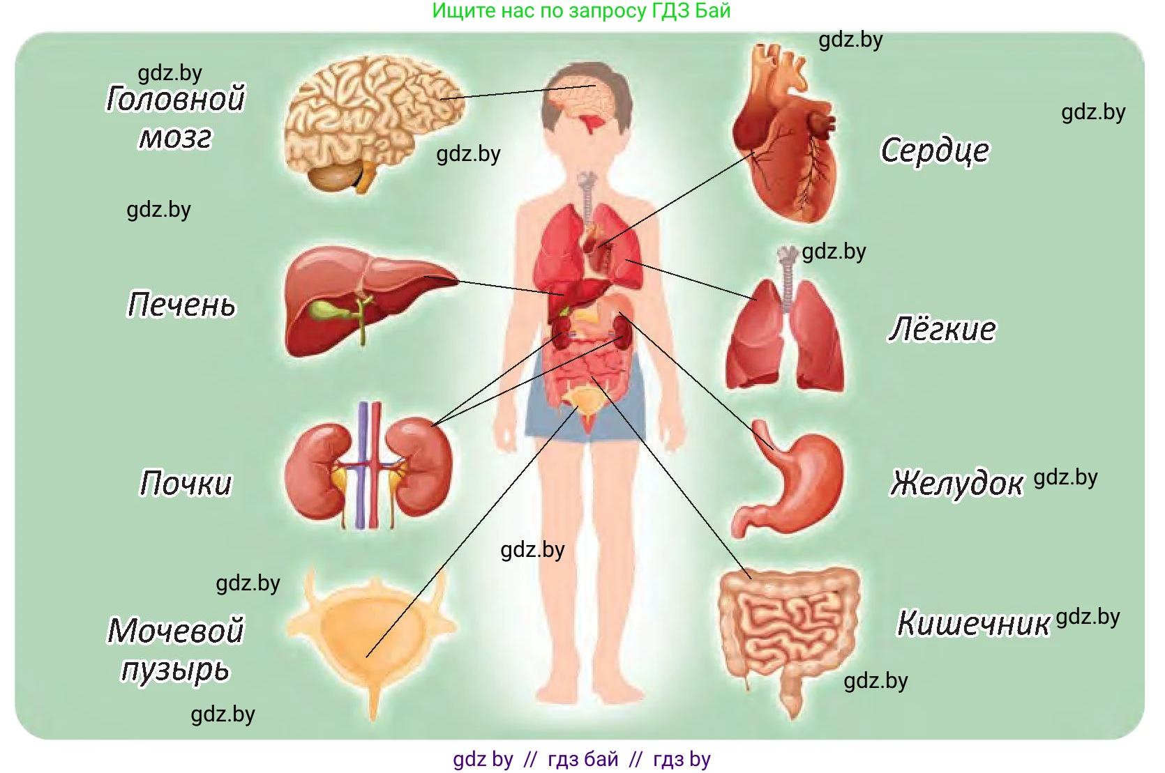 Человек и мир, 3 класс Учебник, авторы: Трафимова Галина Владимировна, Трафимов Сергей Анатольевич, издательство Академия образования, Минск, 2025, голубого цвета, страница 101, Условие (продолжение 2)