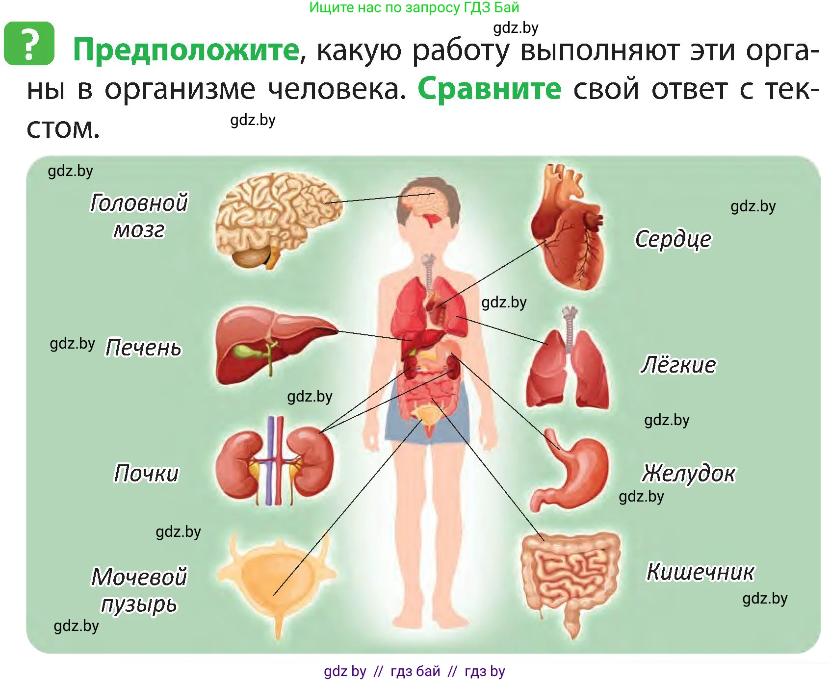 Человек и мир, 3 класс Учебник, авторы: Трафимова Галина Владимировна, Трафимов Сергей Анатольевич, издательство Академия образования, Минск, 2025, голубого цвета, страница 101, Условие