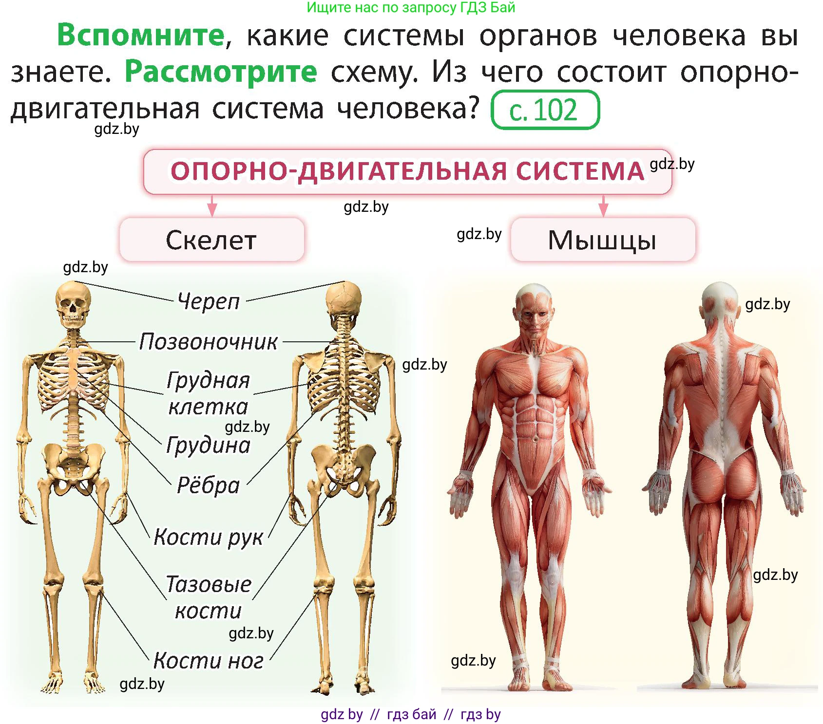 Человек и мир, 3 класс Учебник, авторы: Трафимова Галина Владимировна, Трафимов Сергей Анатольевич, издательство Академия образования, Минск, 2025, голубого цвета, страница 107, Условие