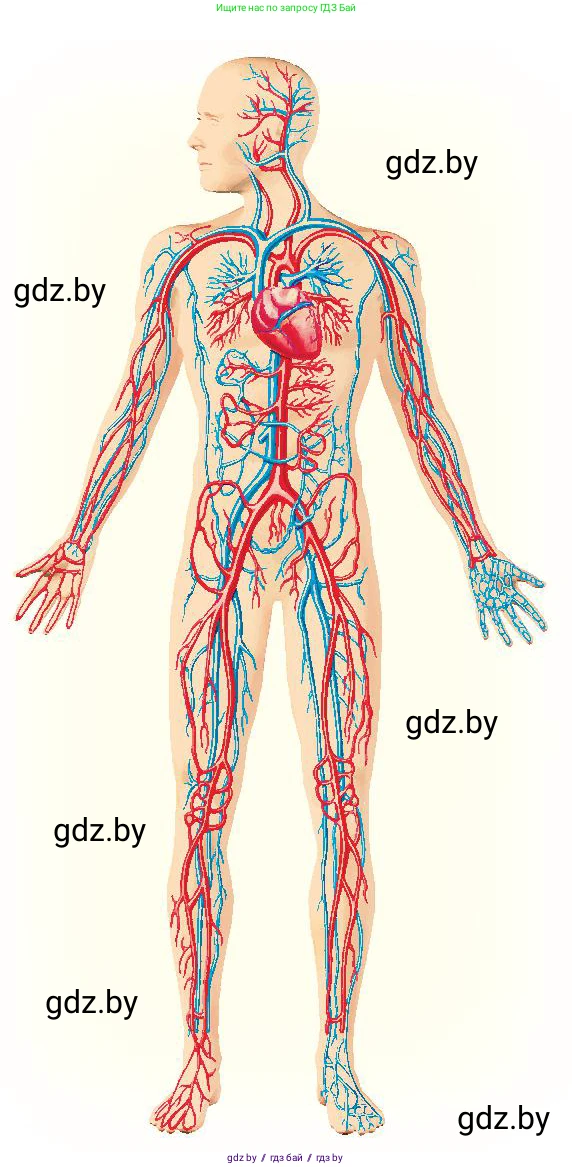 Человек и мир, 3 класс Учебник, авторы: Трафимова Галина Владимировна, Трафимов Сергей Анатольевич, издательство Академия образования, Минск, 2025, голубого цвета, страница 111, Условие (продолжение 2)