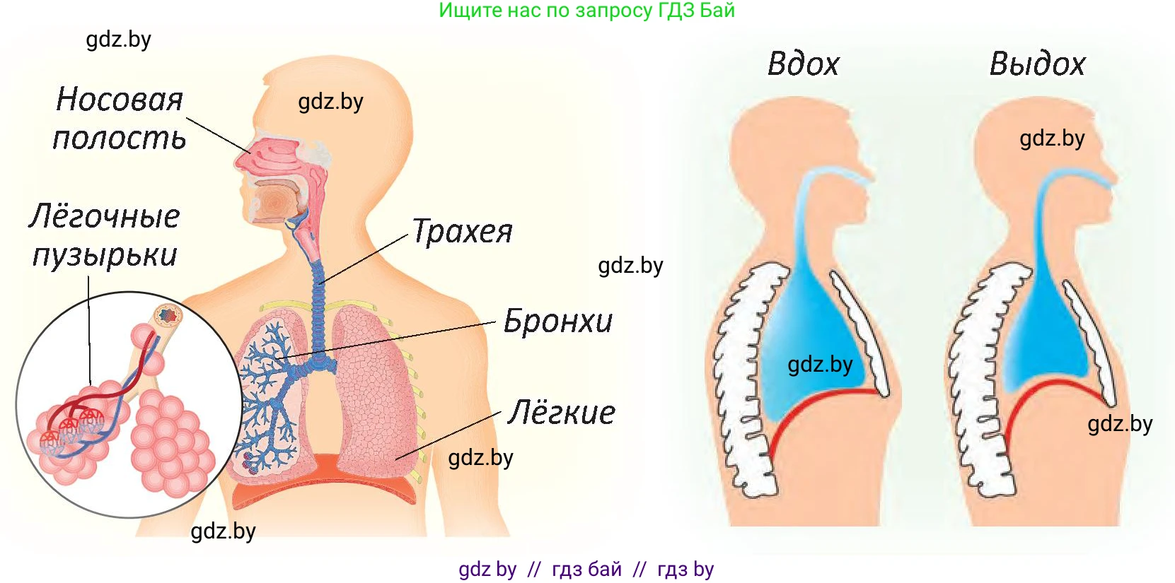 Человек и мир, 3 класс Учебник, авторы: Трафимова Галина Владимировна, Трафимов Сергей Анатольевич, издательство Академия образования, Минск, 2025, голубого цвета, страница 114, Условие (продолжение 2)