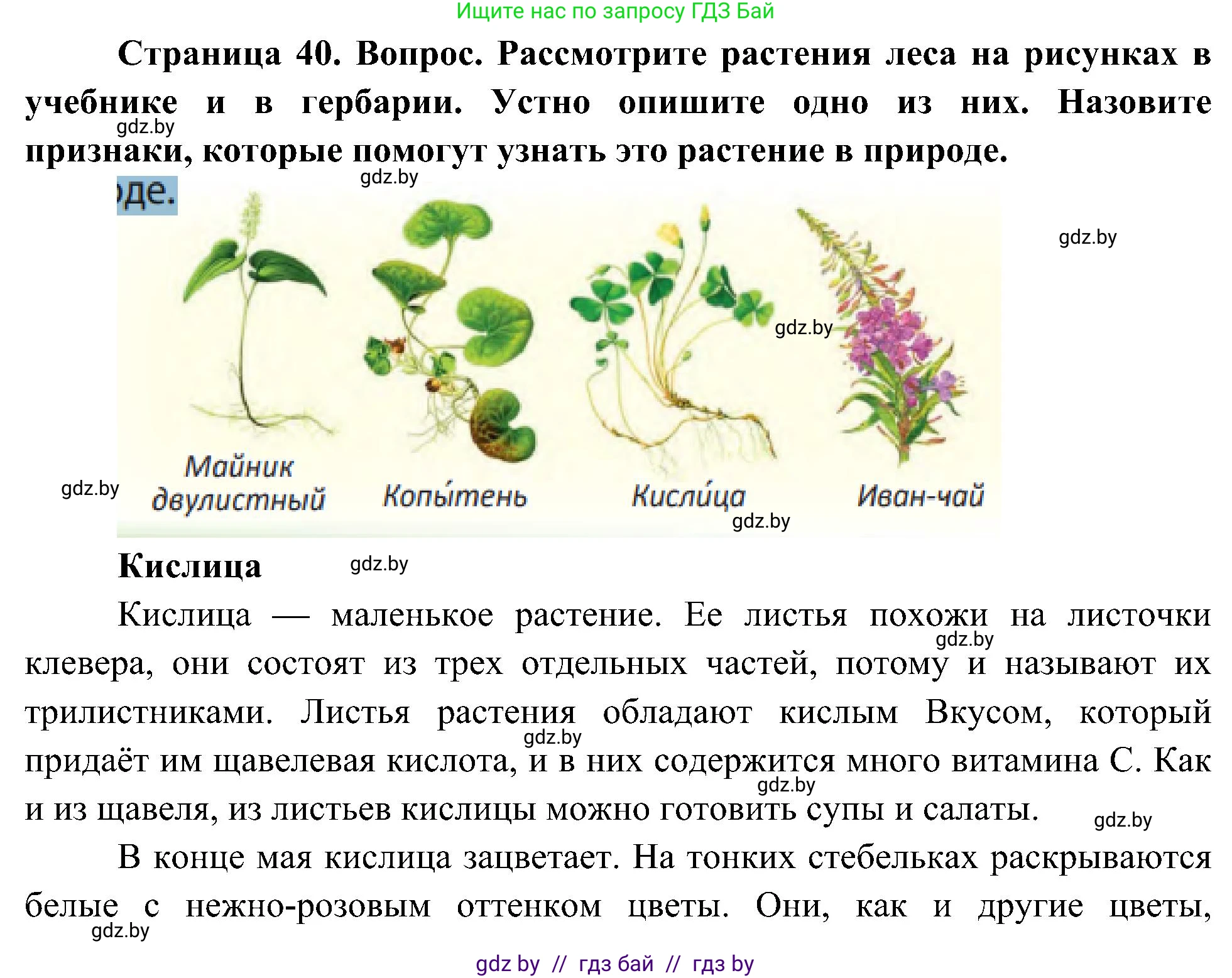 Человек и мир, 3 класс Учебник, авторы: Трафимова Галина Владимировна, Трафимов Сергей Анатольевич, издательство Академия образования, Минск, 2025, голубого цвета, страница 40, Решение