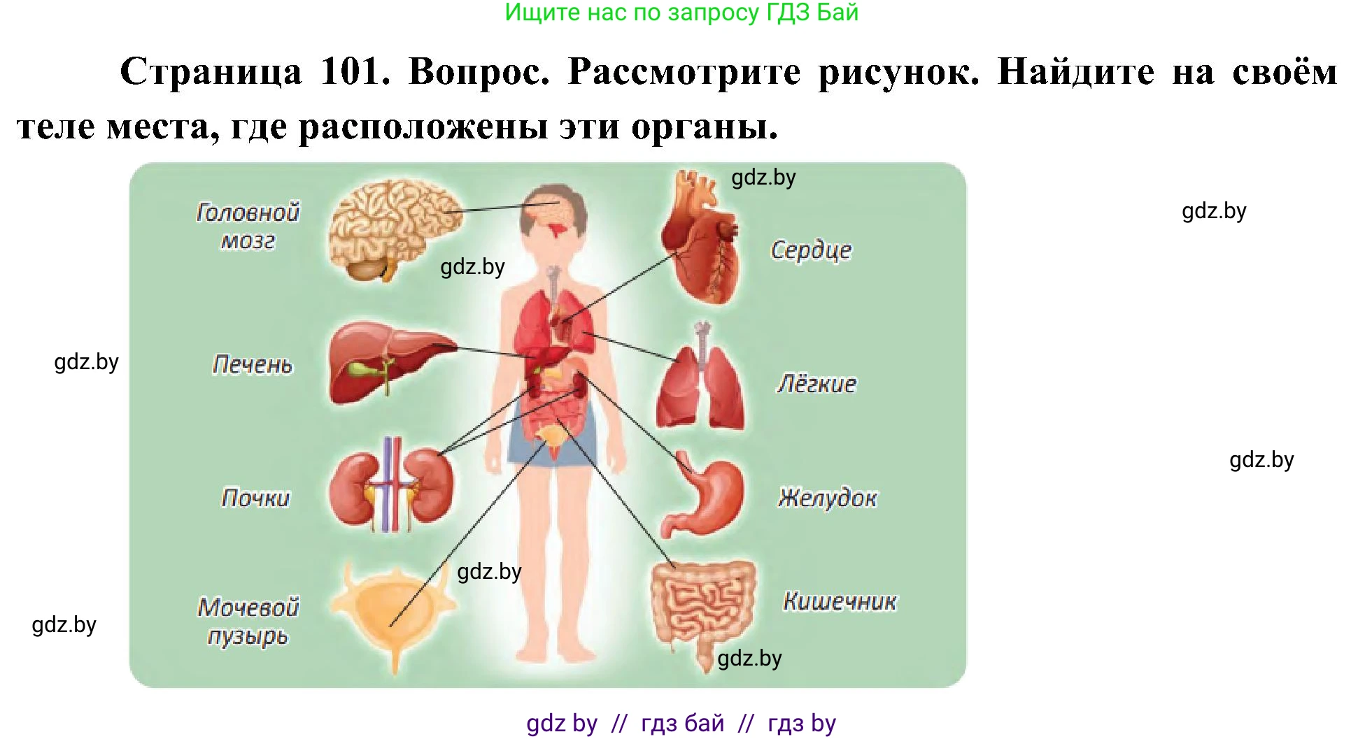 Человек и мир, 3 класс Учебник, авторы: Трафимова Галина Владимировна, Трафимов Сергей Анатольевич, издательство Академия образования, Минск, 2025, голубого цвета, страница 101, Решение