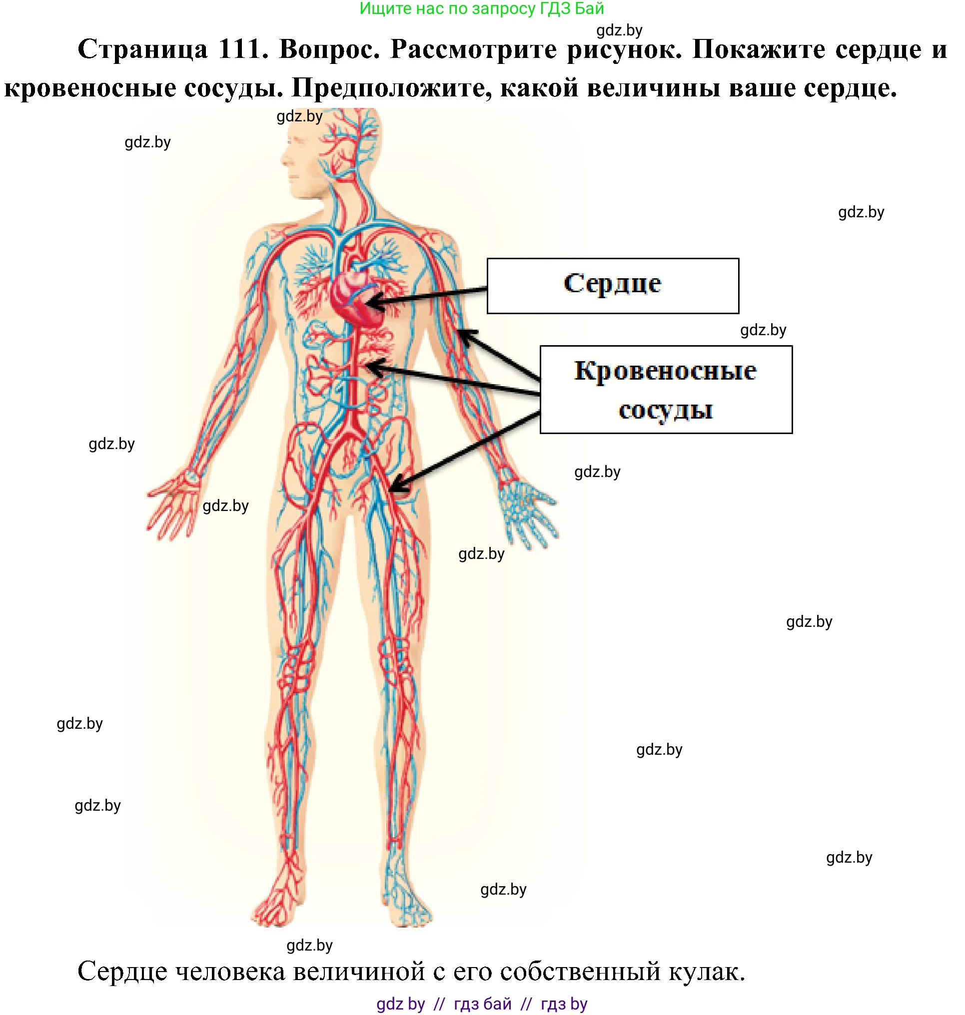 Человек и мир, 3 класс Учебник, авторы: Трафимова Галина Владимировна, Трафимов Сергей Анатольевич, издательство Академия образования, Минск, 2025, голубого цвета, страница 111, Решение