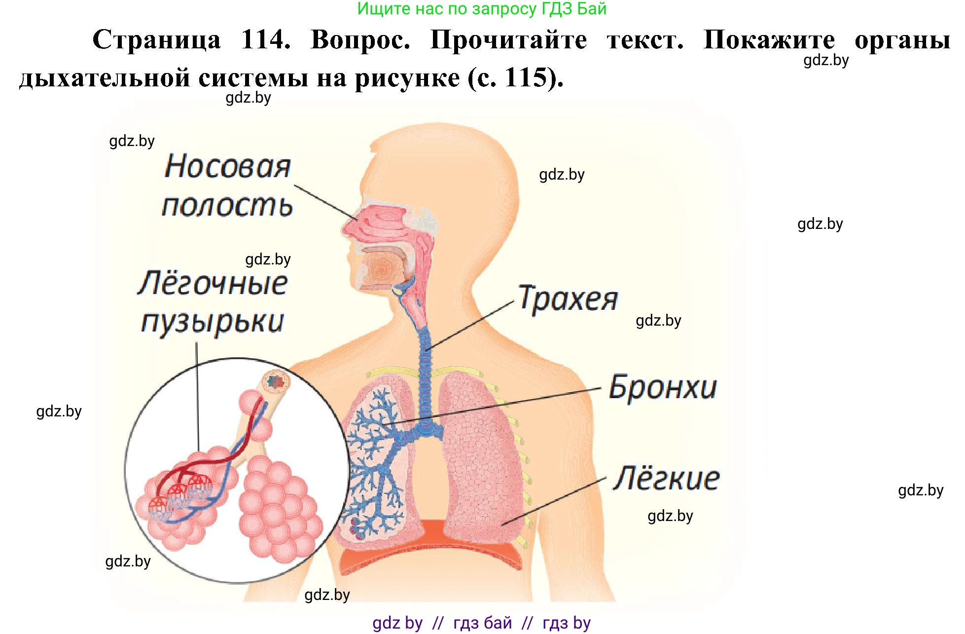 Человек и мир, 3 класс Учебник, авторы: Трафимова Галина Владимировна, Трафимов Сергей Анатольевич, издательство Академия образования, Минск, 2025, голубого цвета, страница 114, Решение