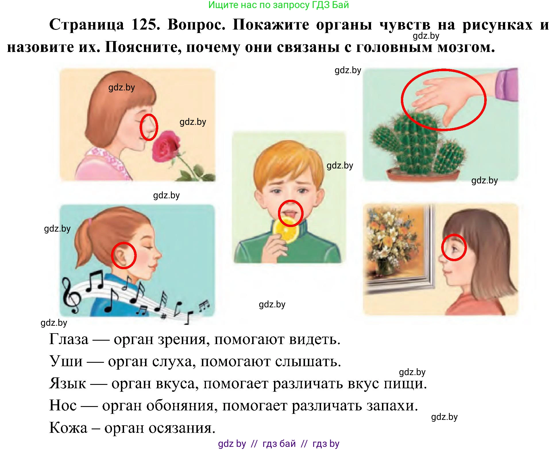 Человек и мир, 3 класс Учебник, авторы: Трафимова Галина Владимировна, Трафимов Сергей Анатольевич, издательство Академия образования, Минск, 2025, голубого цвета, страница 126, Решение